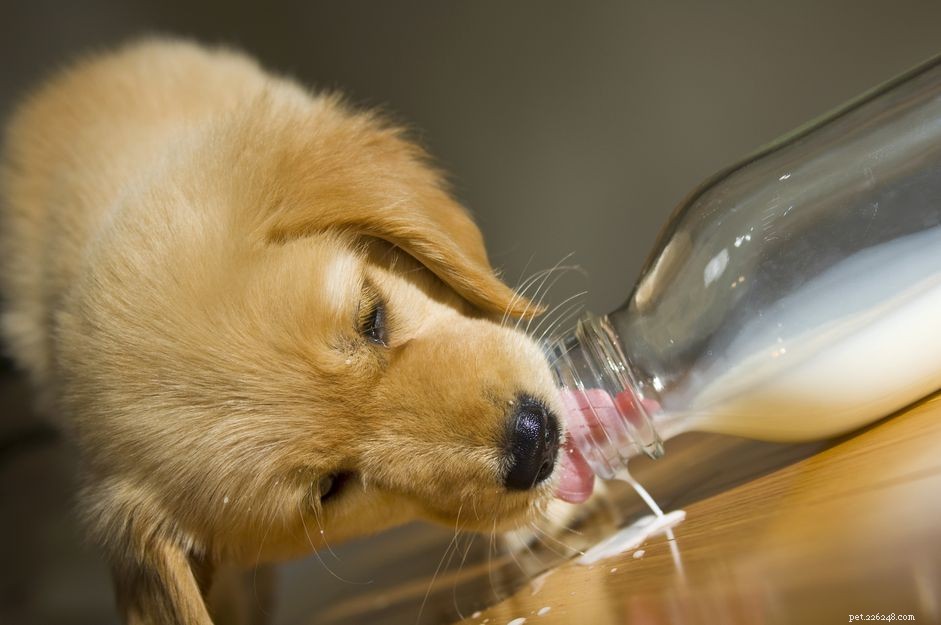 Kunnen honden melk drinken?