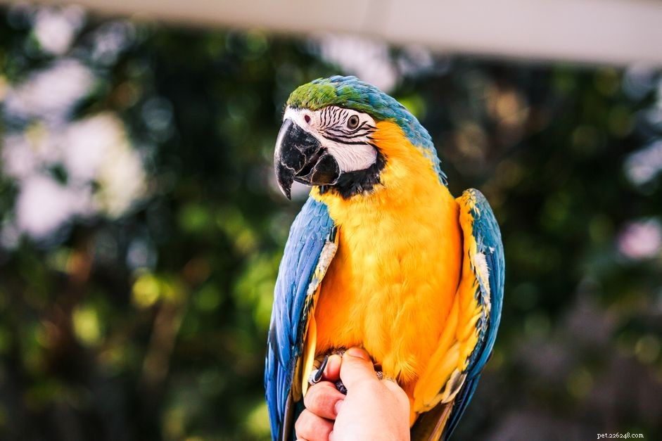 I 5 migliori pappagalli grandi da tenere come animali domestici
