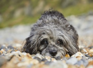 犬の巨大食道症 