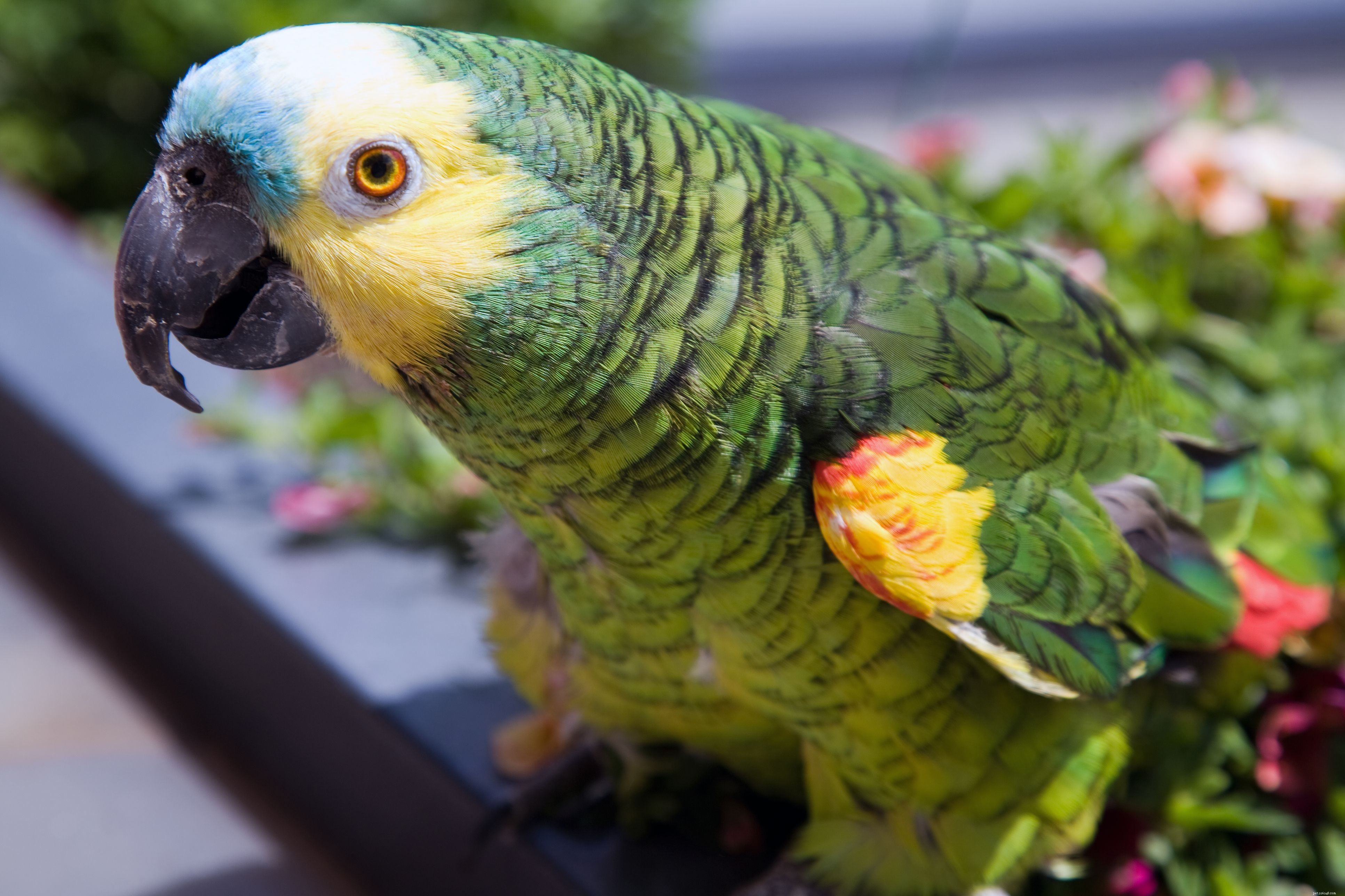 5 лучших крупных попугаев для домашнего содержания