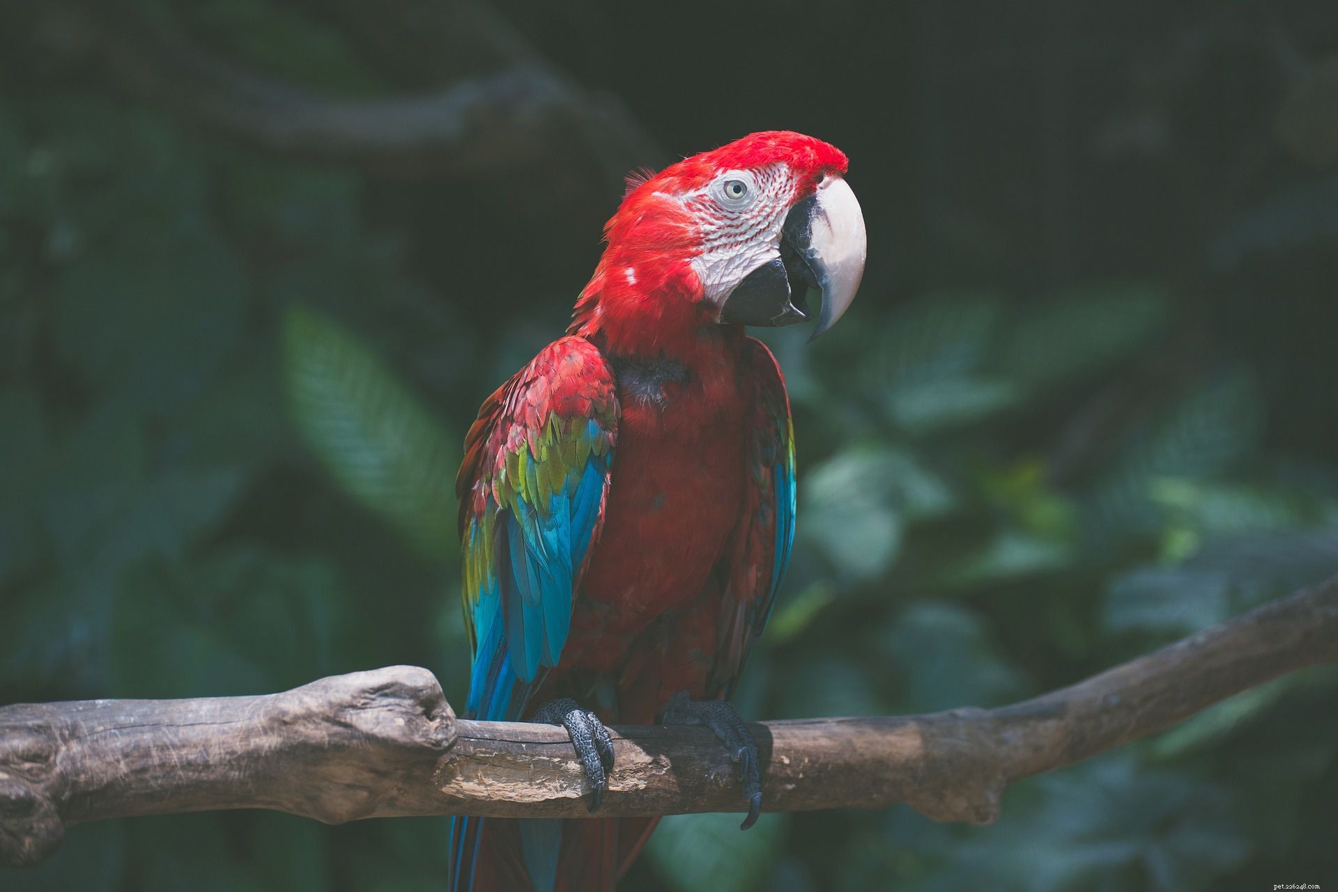 I 5 migliori pappagalli grandi da tenere come animali domestici