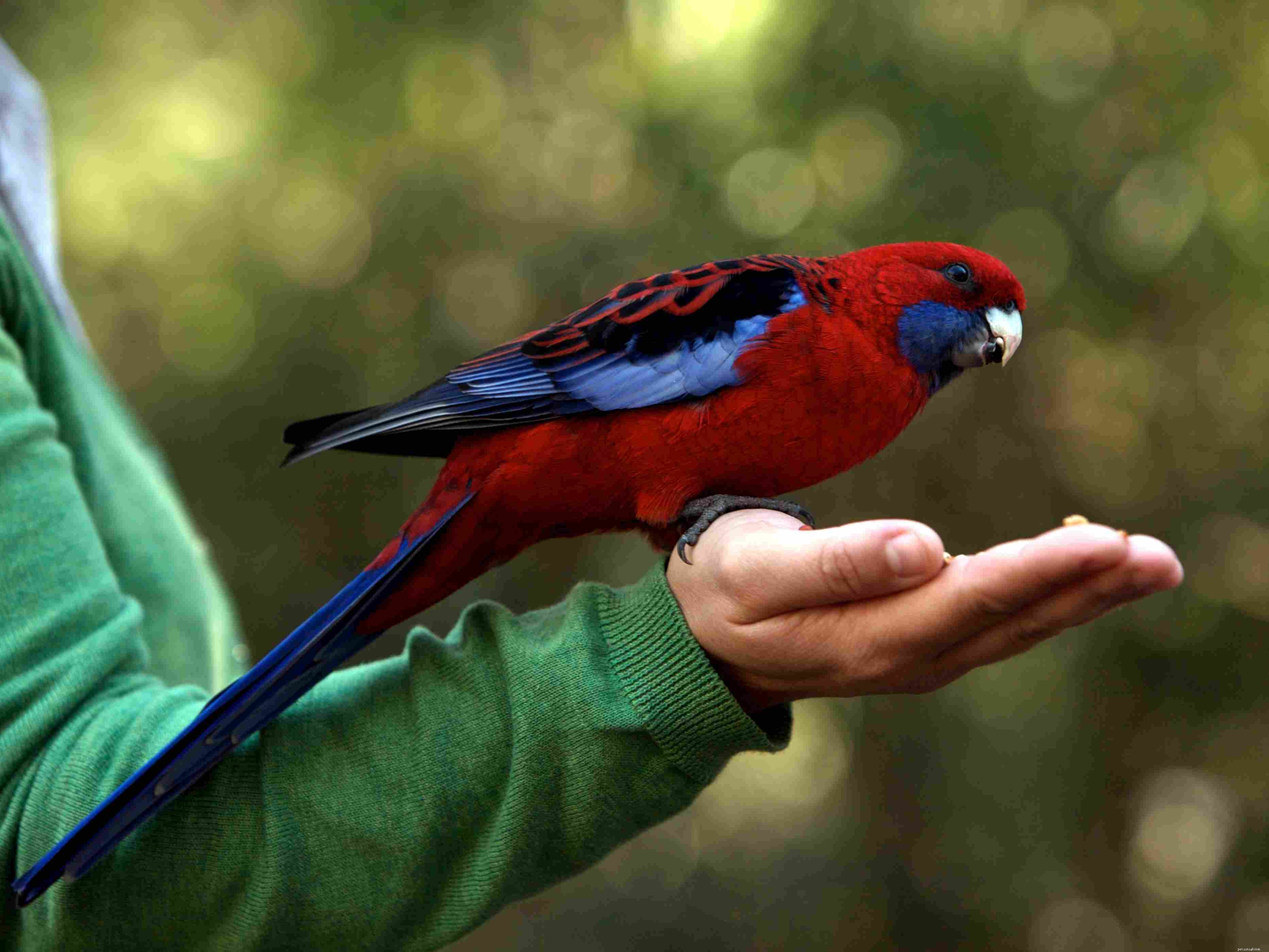 5 beste grote papegaaien om als huisdier te houden