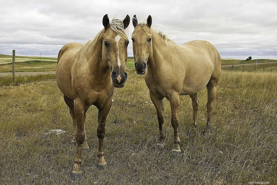 Americký Quarter Horse:Profil plemene