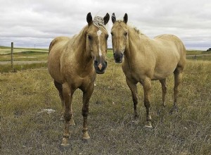 Americký Quarter Horse:Profil plemene