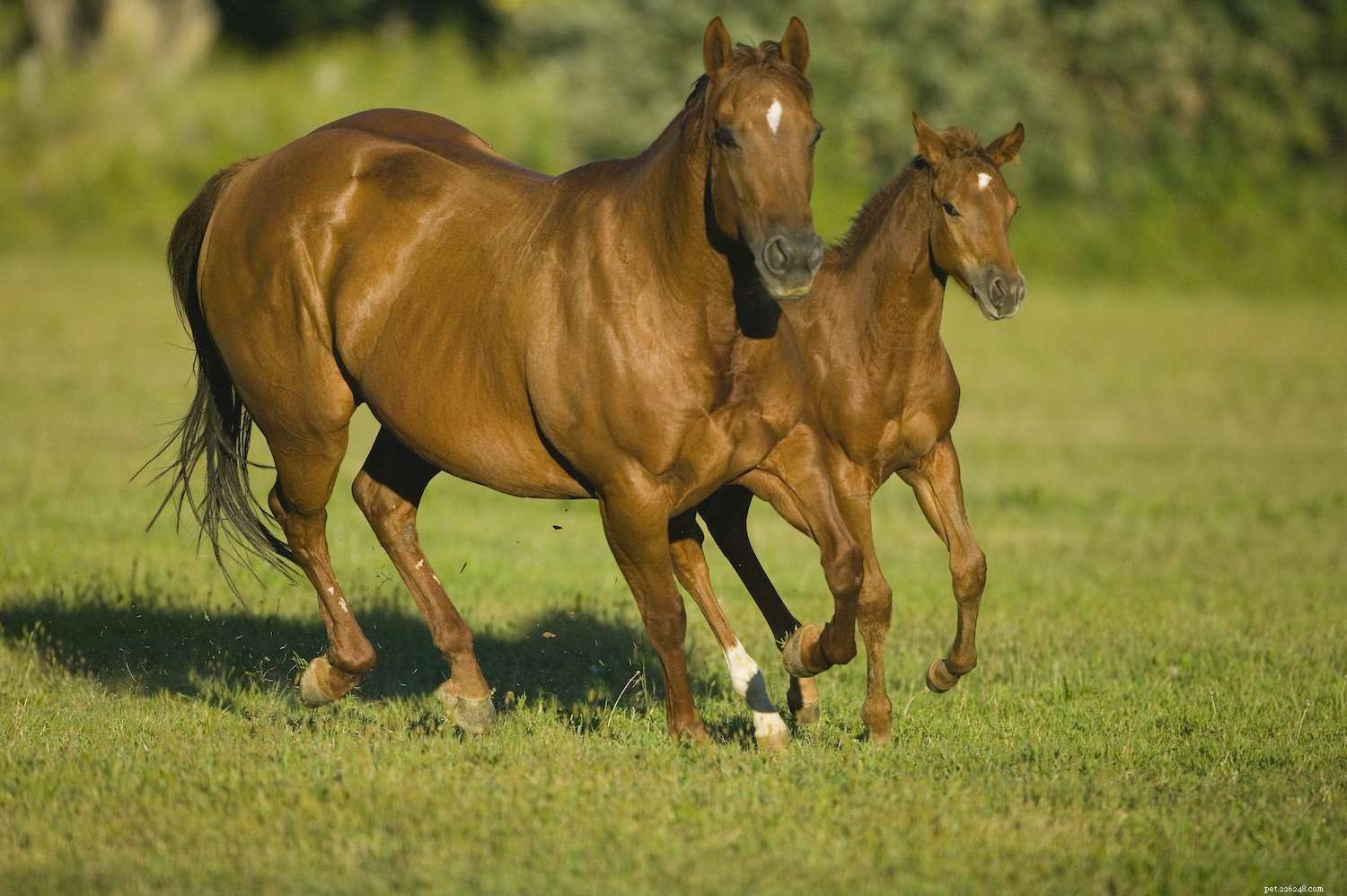 American Quarter Horse:Rasprofil