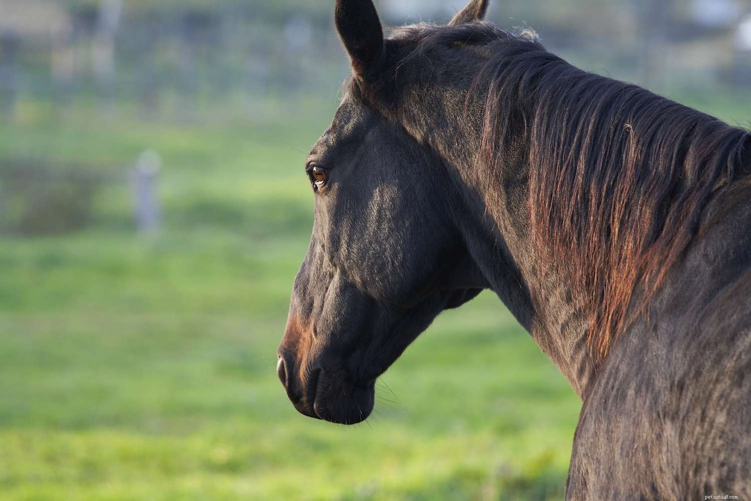 American Quarter Horse:perfil da raça
