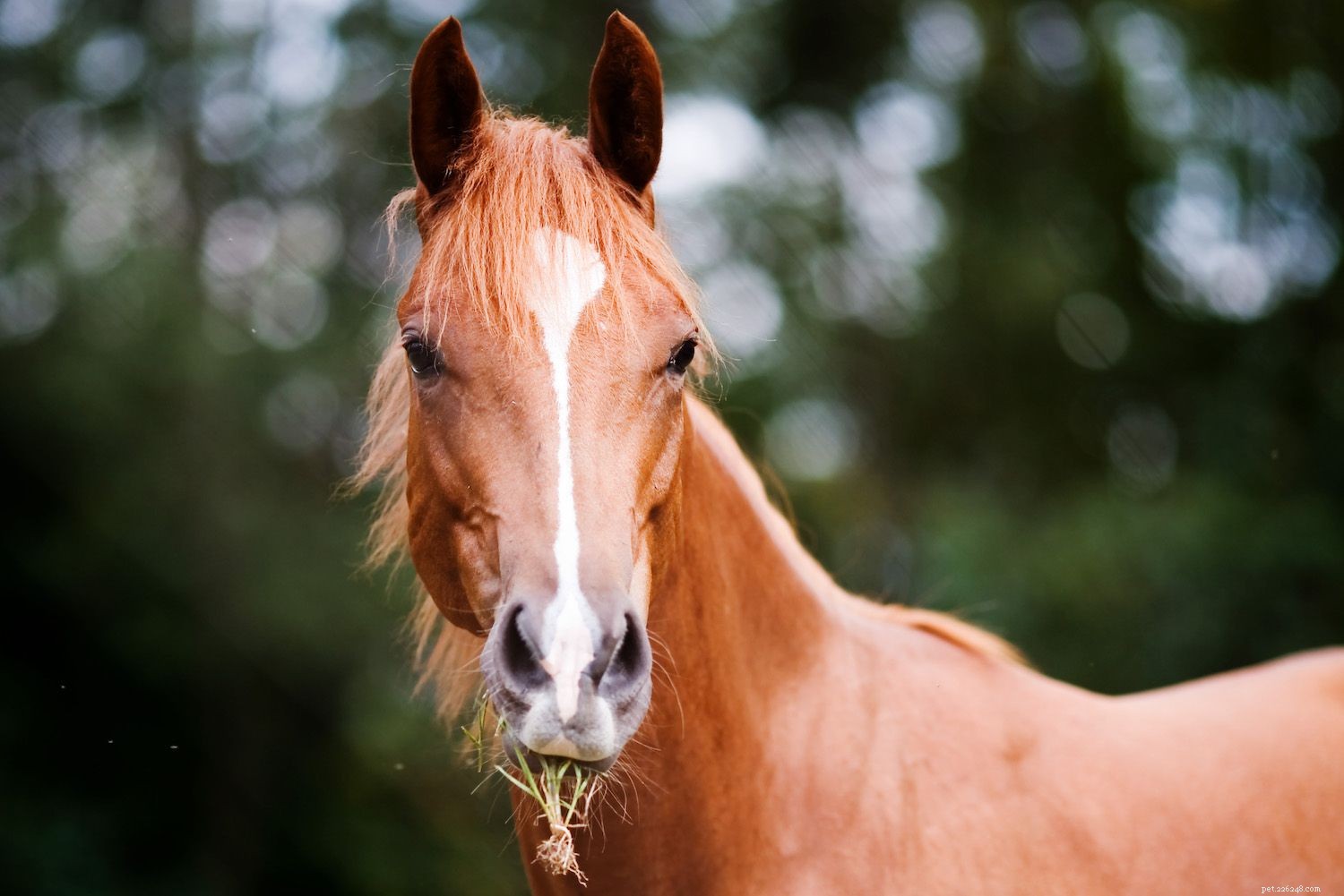 American Quarter Horse:Rasprofiel