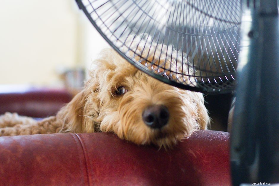 暑さの中であなたの犬を涼しく保つ方法 