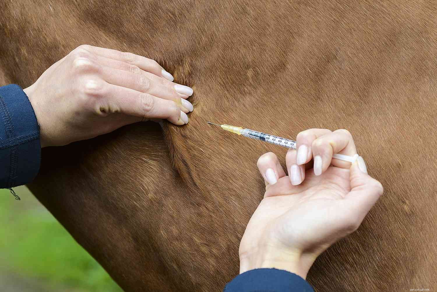 Causes courantes de mort subite chez les chevaux