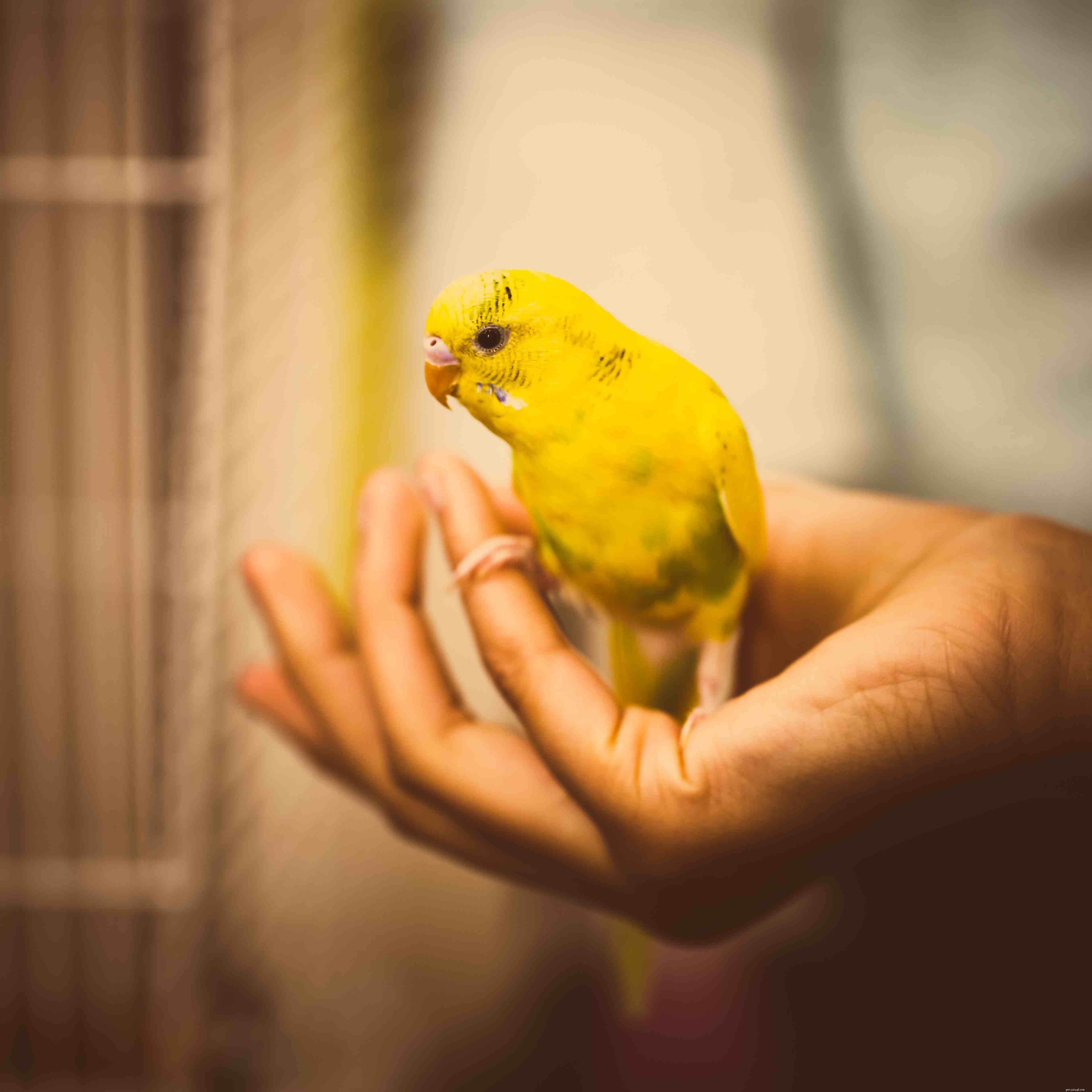 Gli 8 migliori pappagalli gialli da tenere come animali domestici