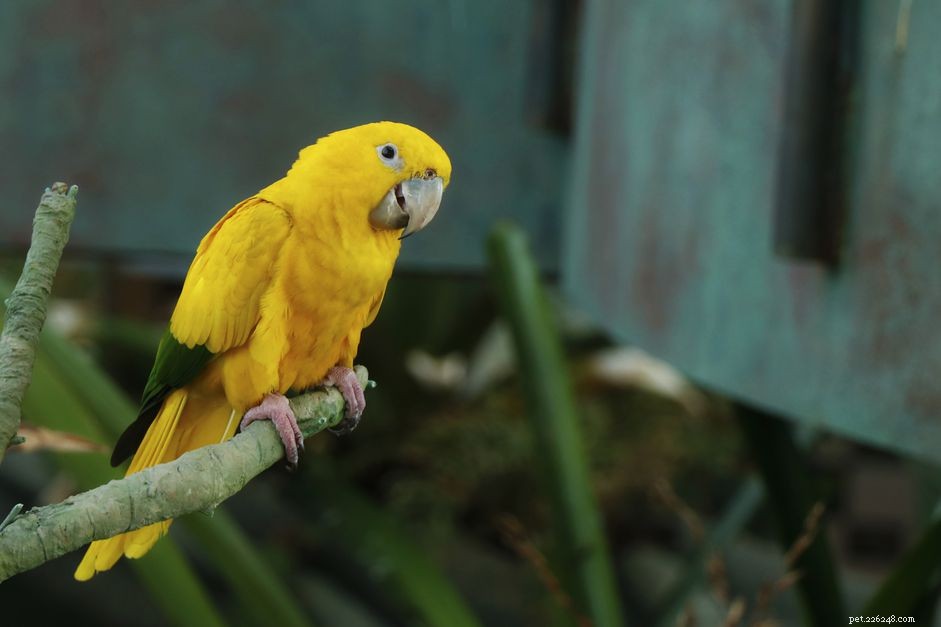 애완동물로 키우기 좋은 노란 앵무새 8종