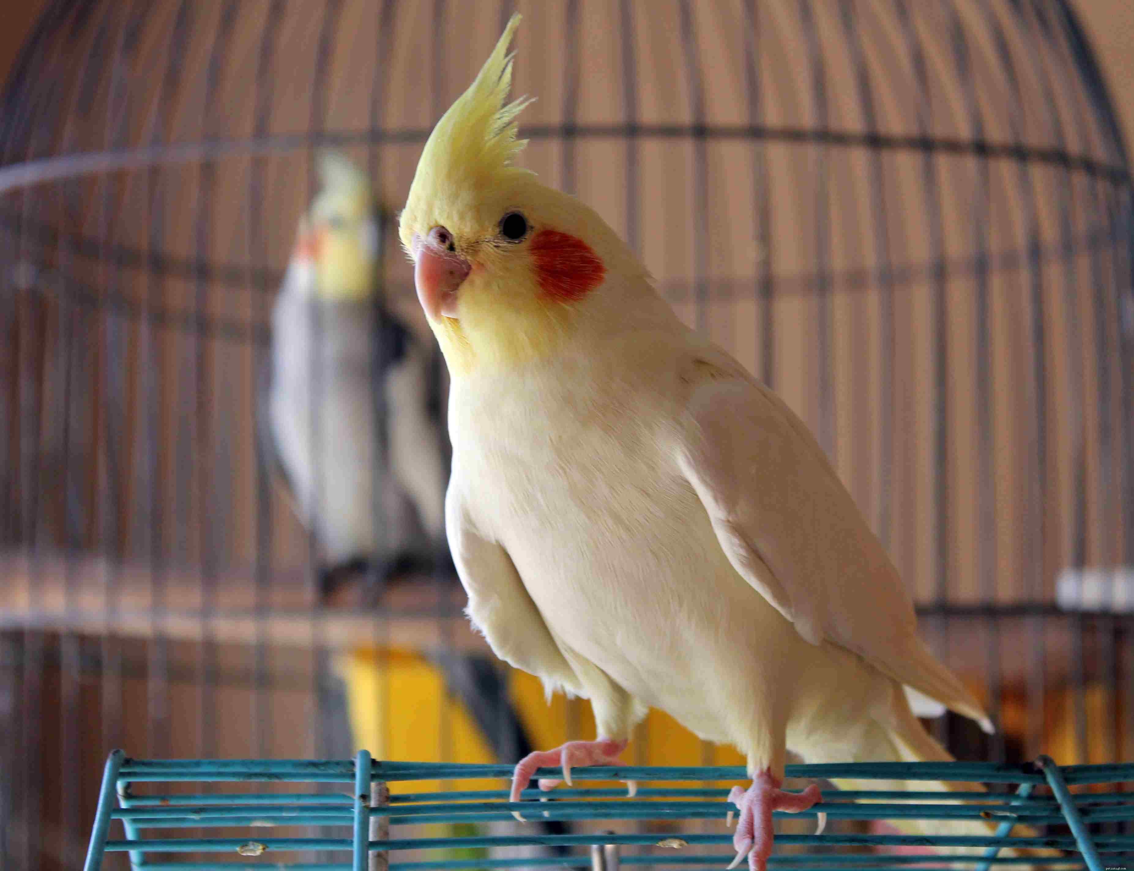 애완동물로 키우기 좋은 노란 앵무새 8종
