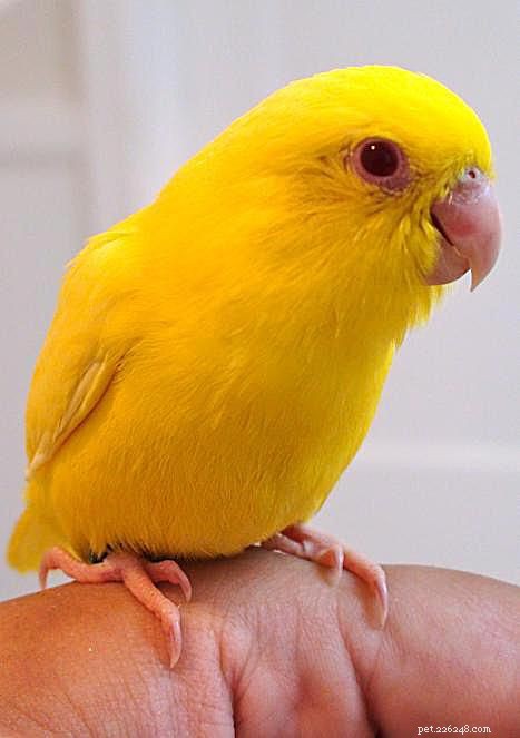 8 желтых попугаев, которых лучше всего держать в качестве домашних животных