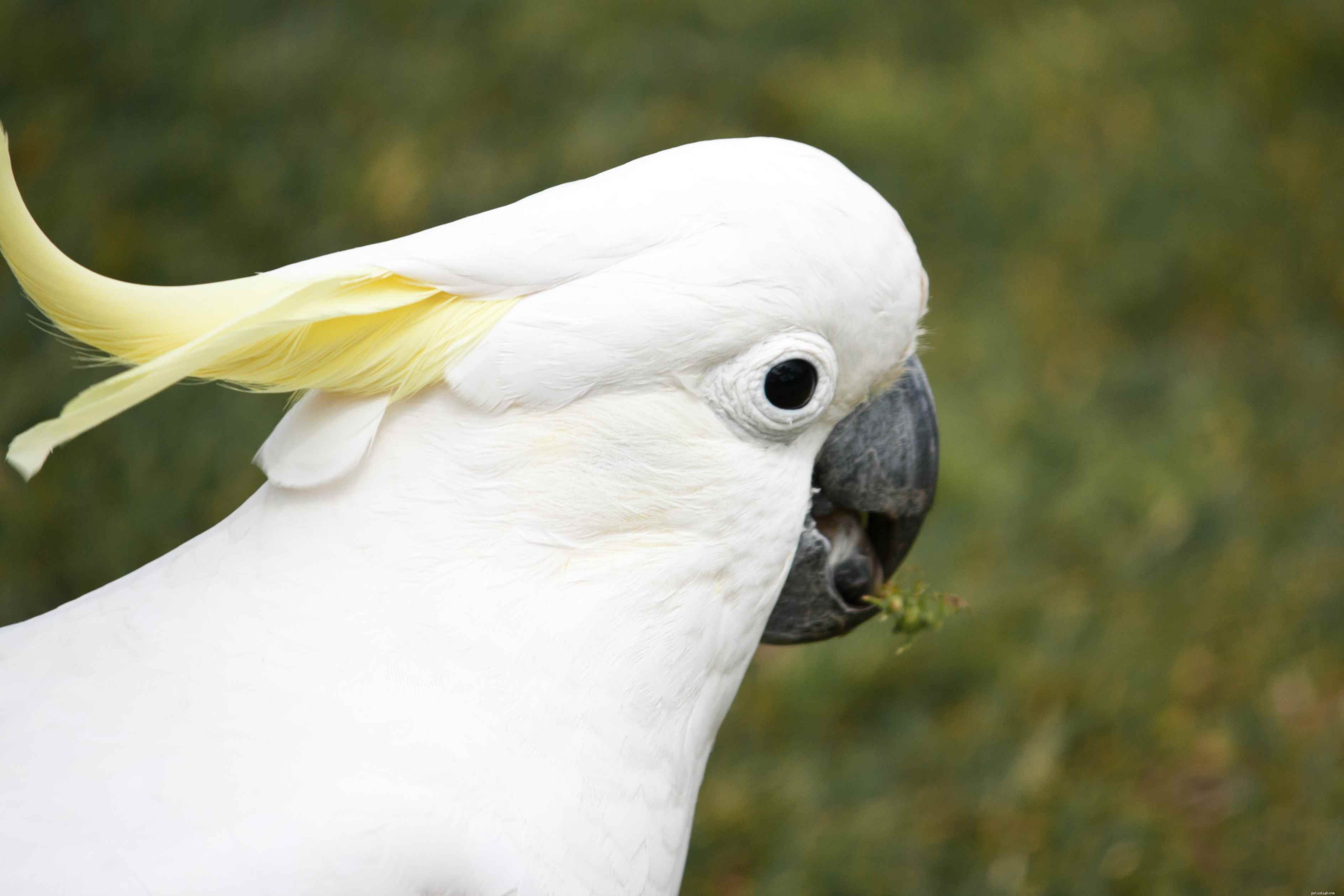 8 beste gele papegaaien om als huisdier te houden