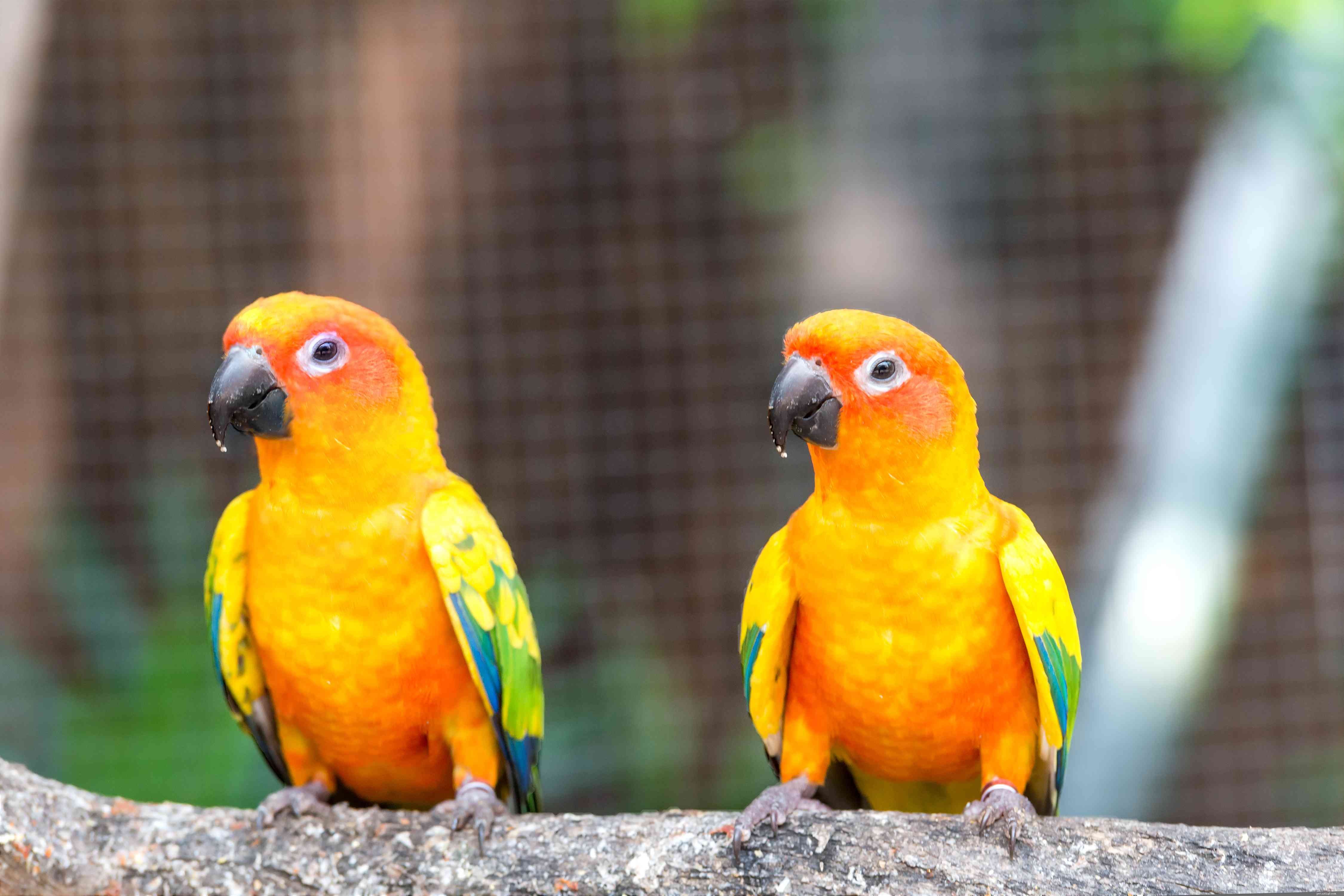 8 populära gula papegojor att hålla som husdjur