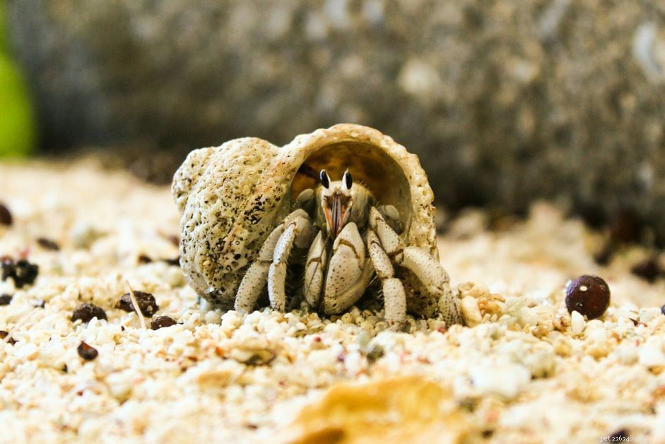 Een zandbak opzetten voor een heremietkreeft als huisdier