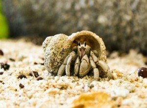 Jak nastavit nádrž na písek pro domácího kraba poustevníka