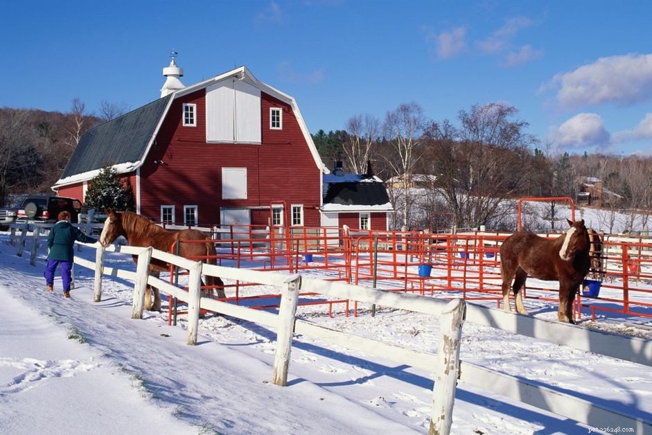14 dicas de cuidados de inverno para cavalos e pôneis