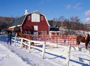 14 dicas de cuidados de inverno para cavalos e pôneis