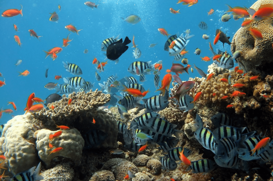Таблица совместимости морских аквариумных рыб