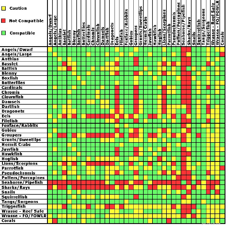 Tabela de compatibilidade de peixes de aquário de água salgada