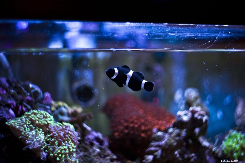 Hoe snel nitraat in een aquarium te verminderen