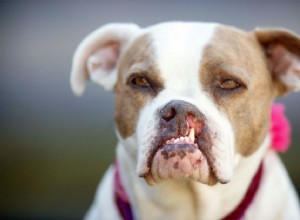 Fissura palatina em cães