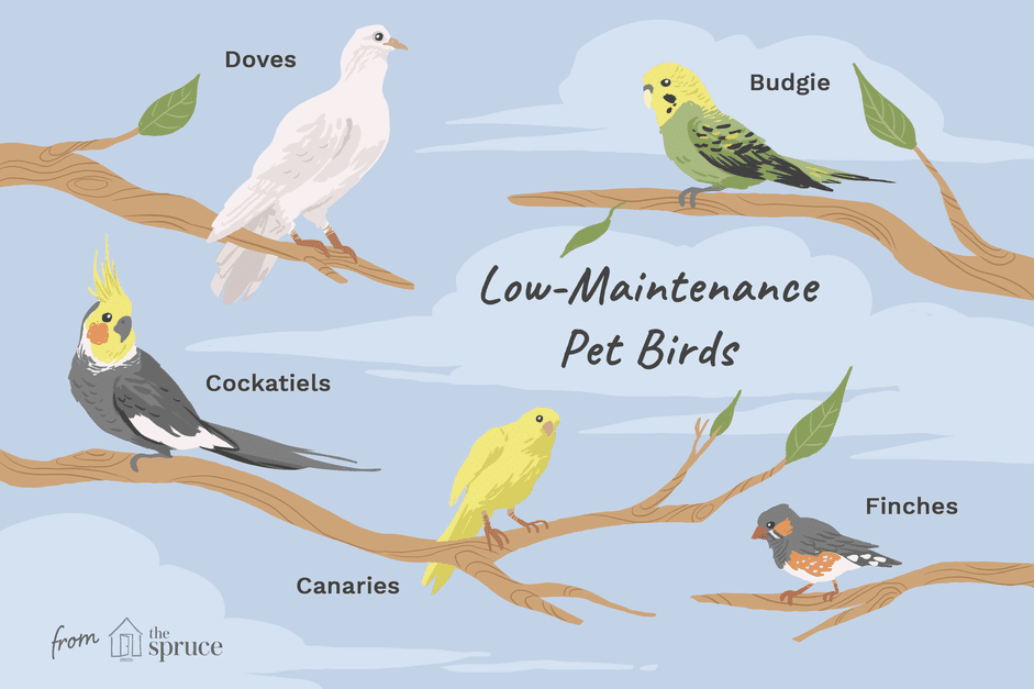 8 principali specie di uccelli da compagnia a bassa manutenzione