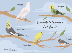 メンテナンスの少ないペットの鳥の上位8種 