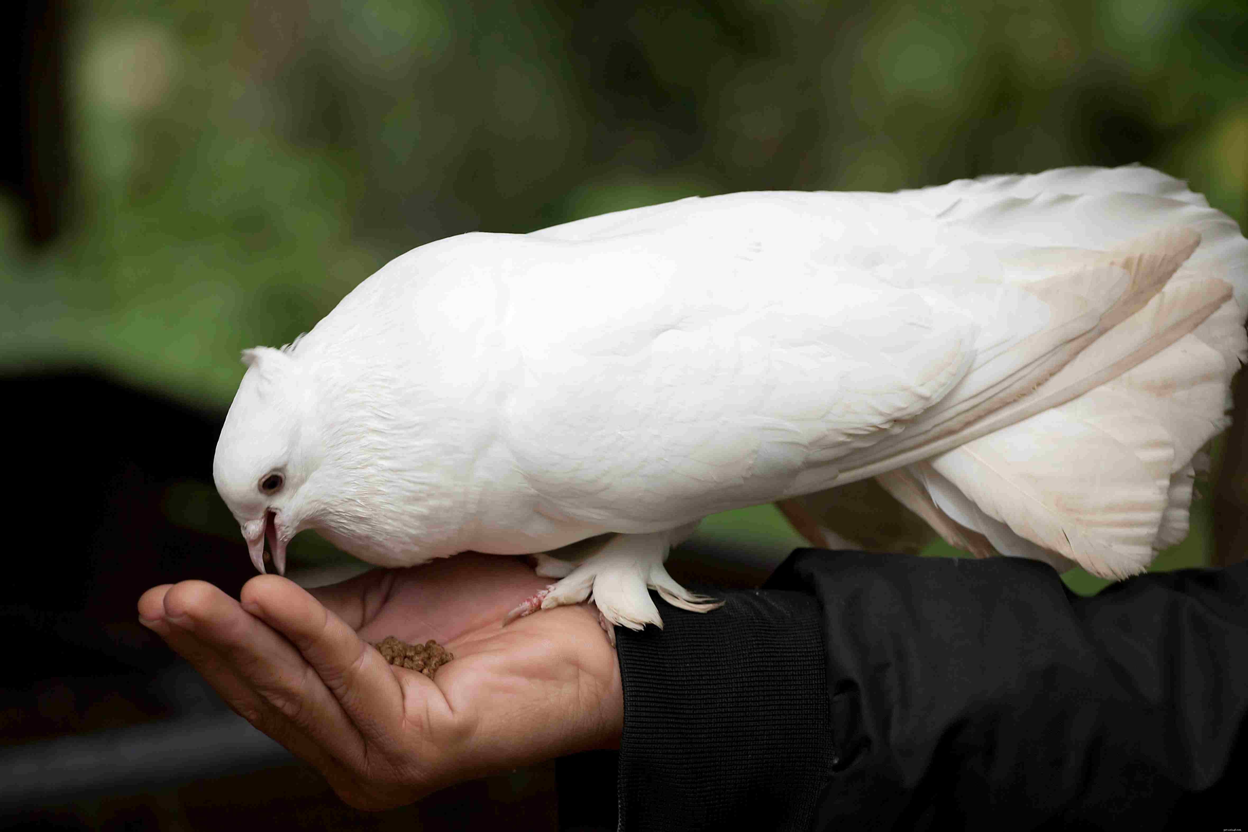 8 bästa fågelarter för husdjur med lågt underhåll