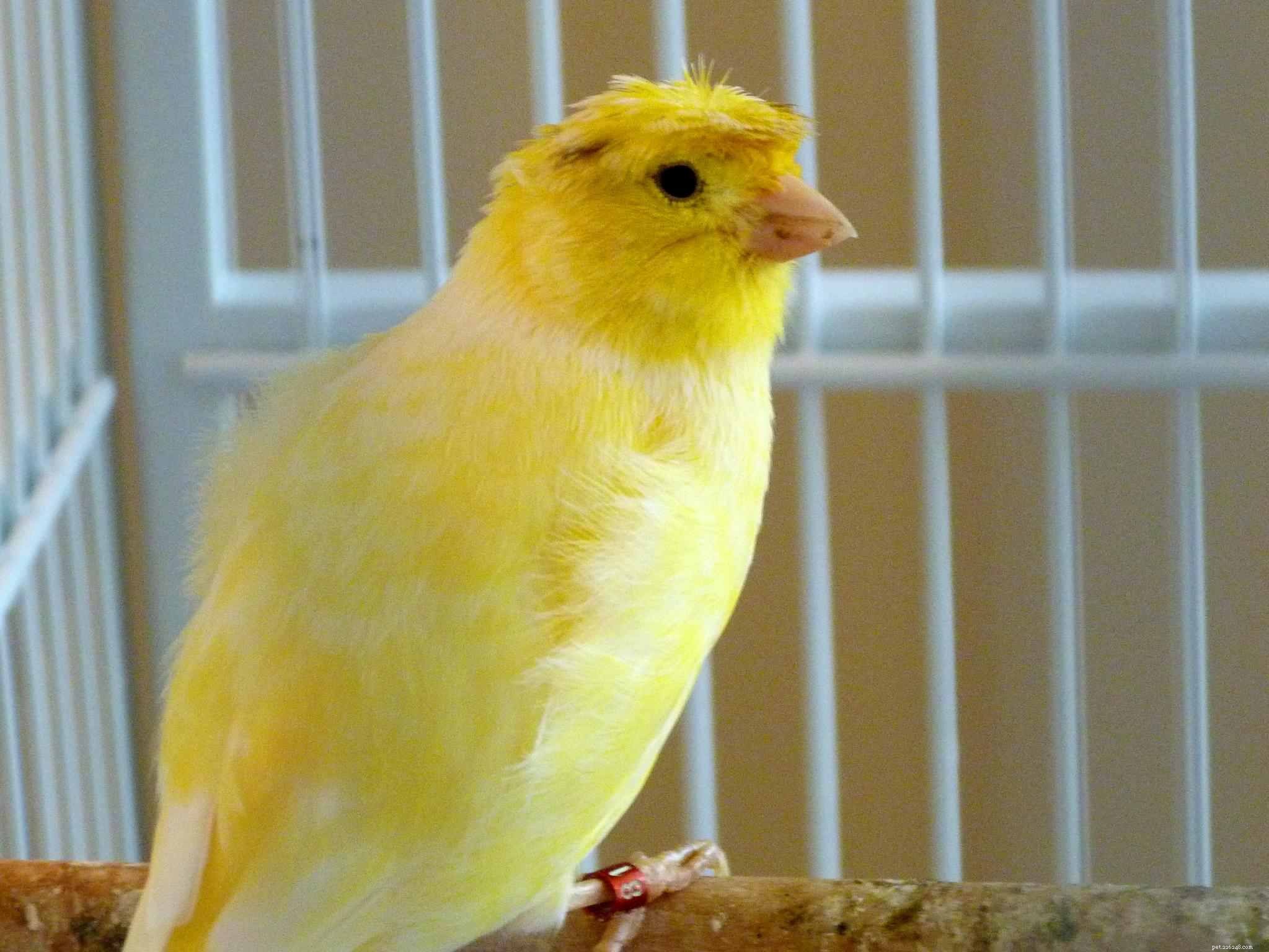 8 bästa fågelarter för husdjur med lågt underhåll