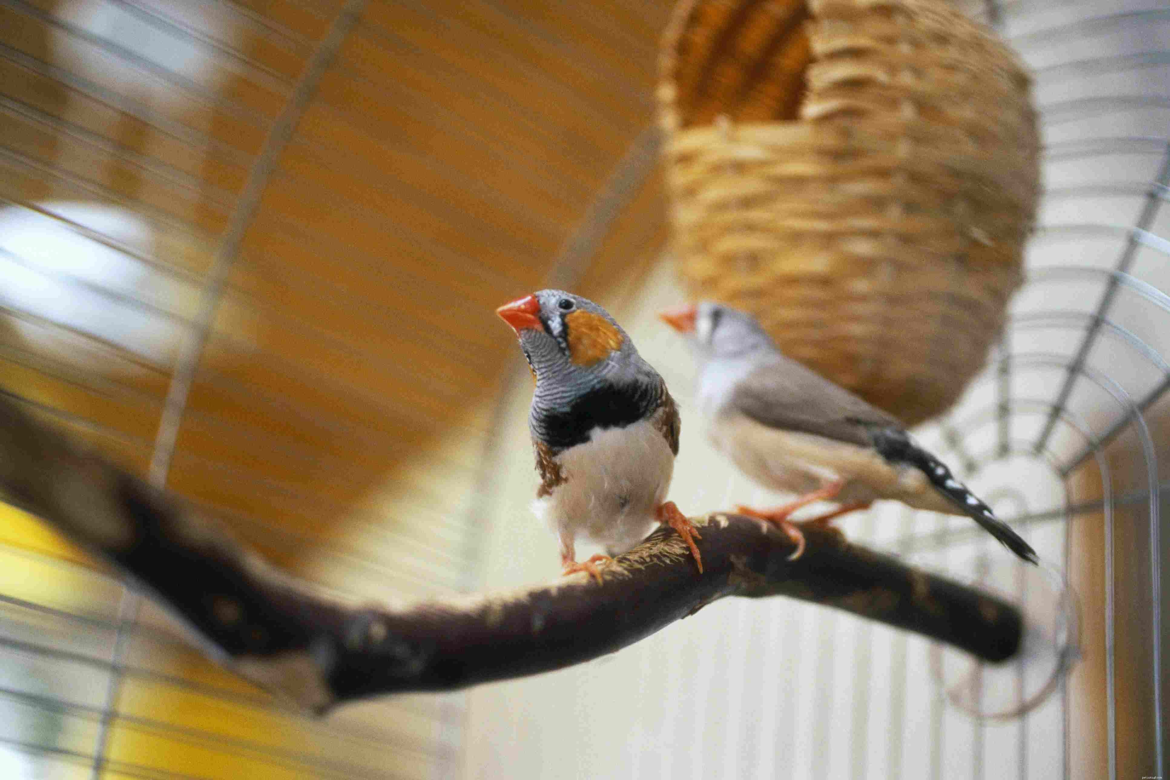 8 top onderhoudsarme huisdiervogelsoorten
