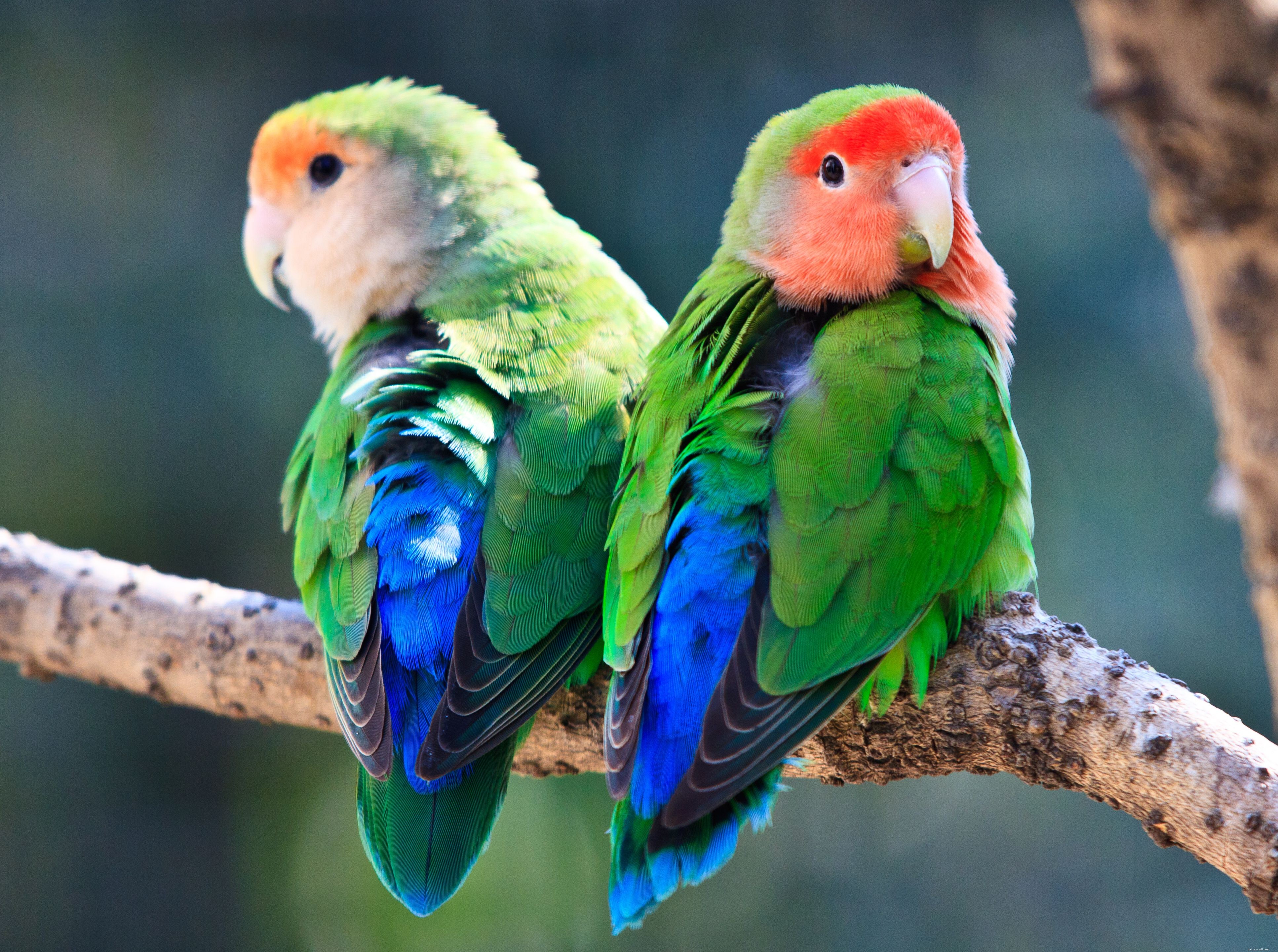 8 nejlepších druhů ptáků v zájmovém chovu s nízkou údržbou