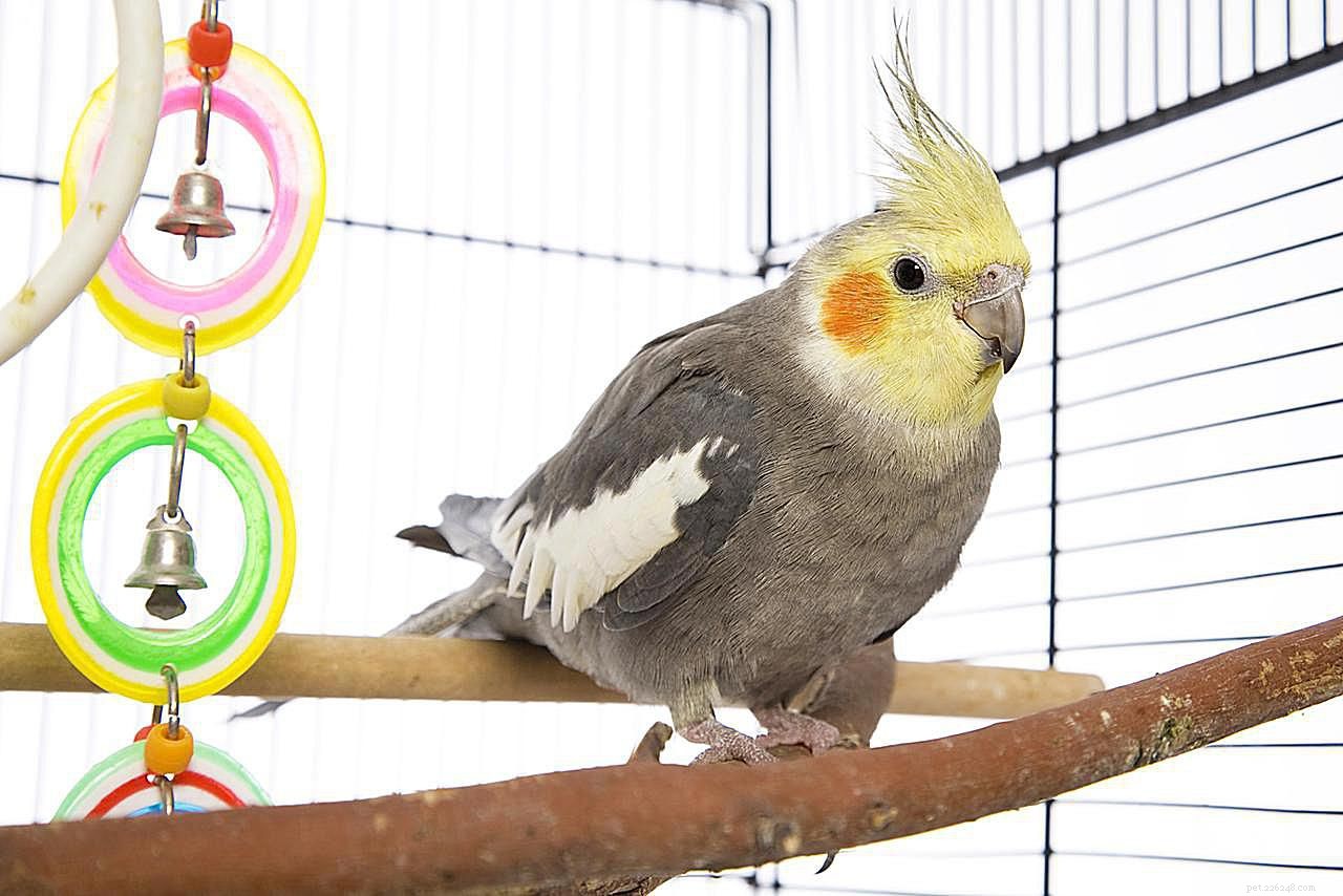 8 principali specie di uccelli da compagnia a bassa manutenzione