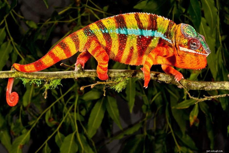 Změny barev chameleona