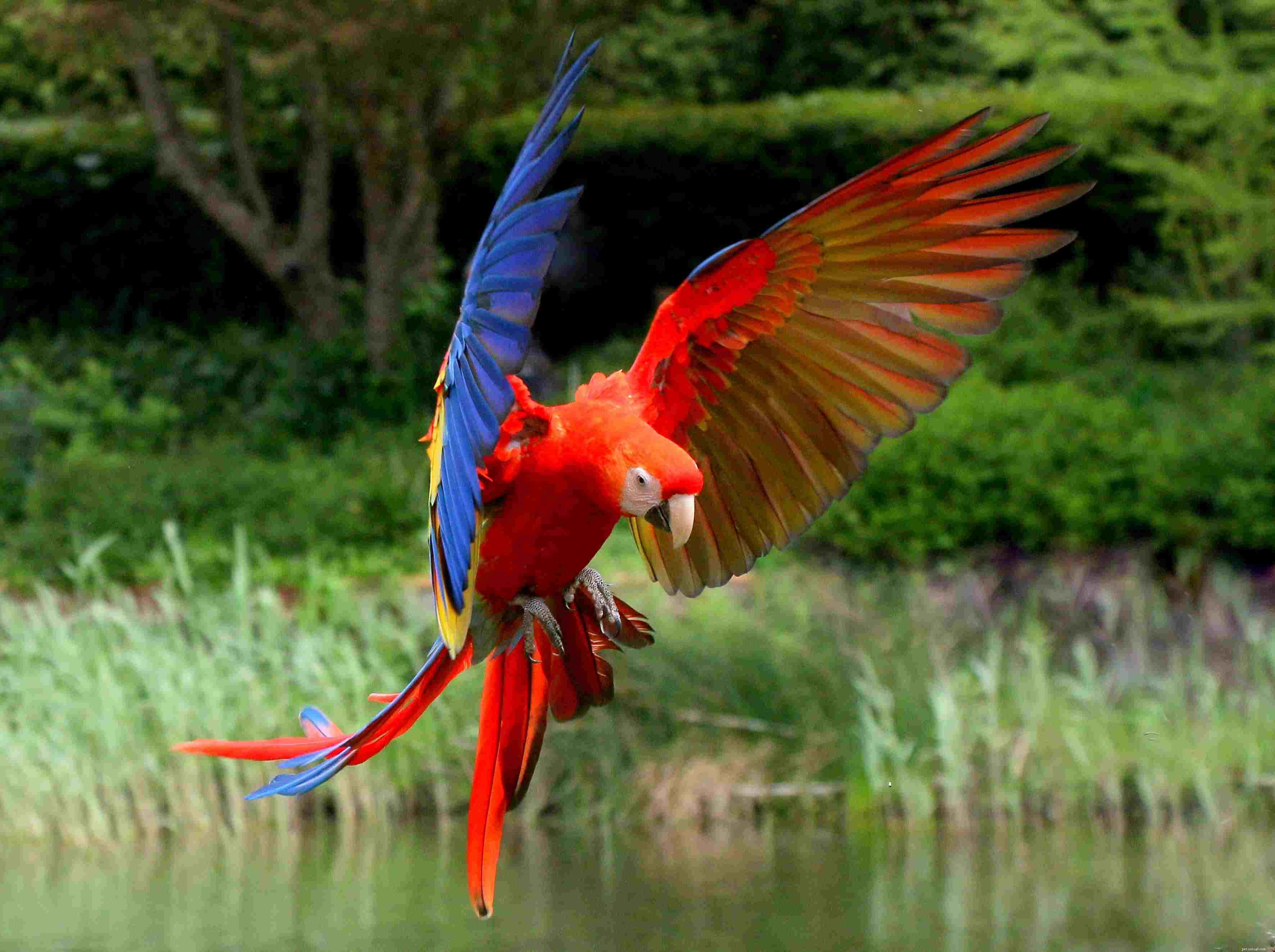 8 populära röda fåglar att hålla som husdjur