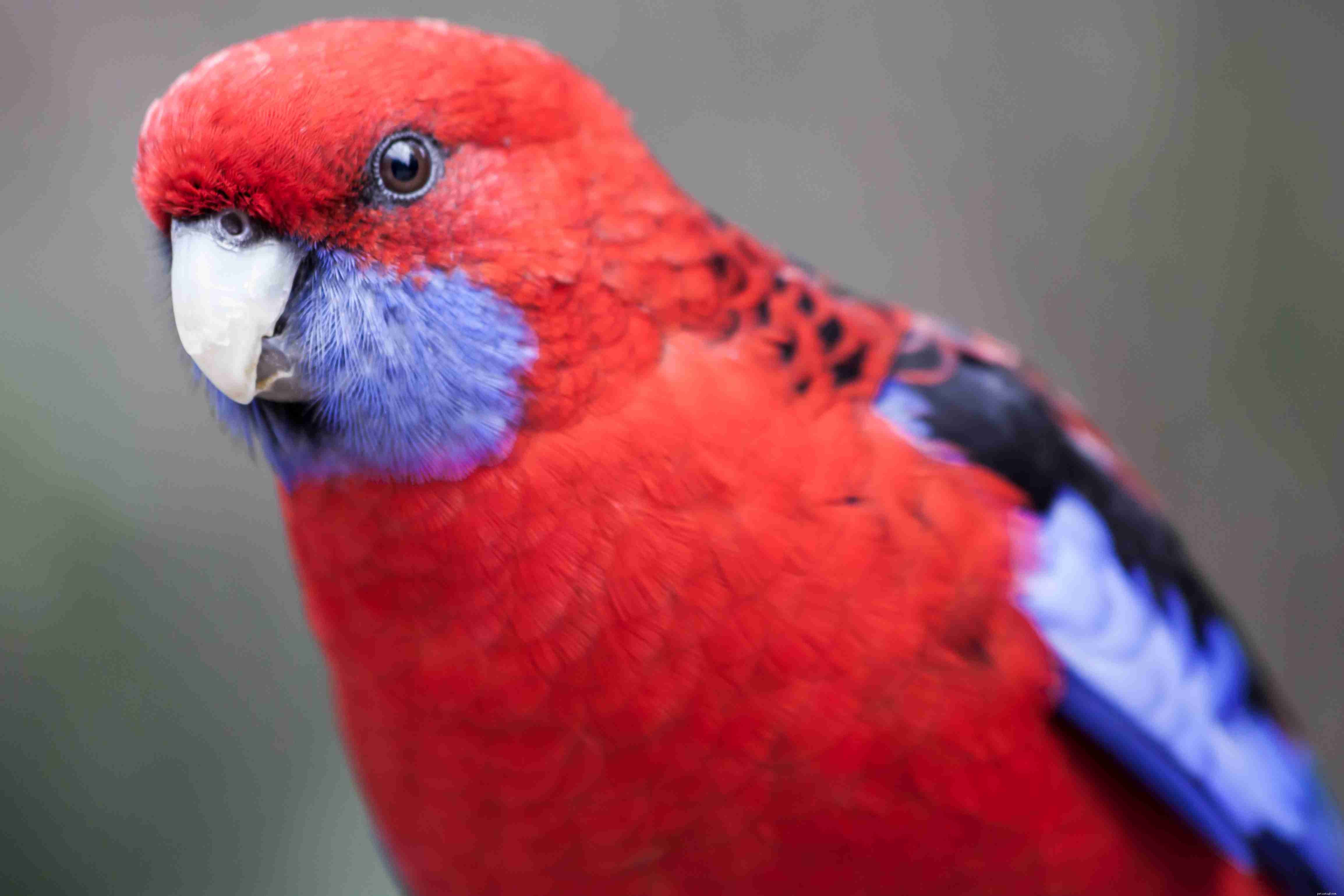 8 nejlepších červených ptáků k chovu jako domácí mazlíčci