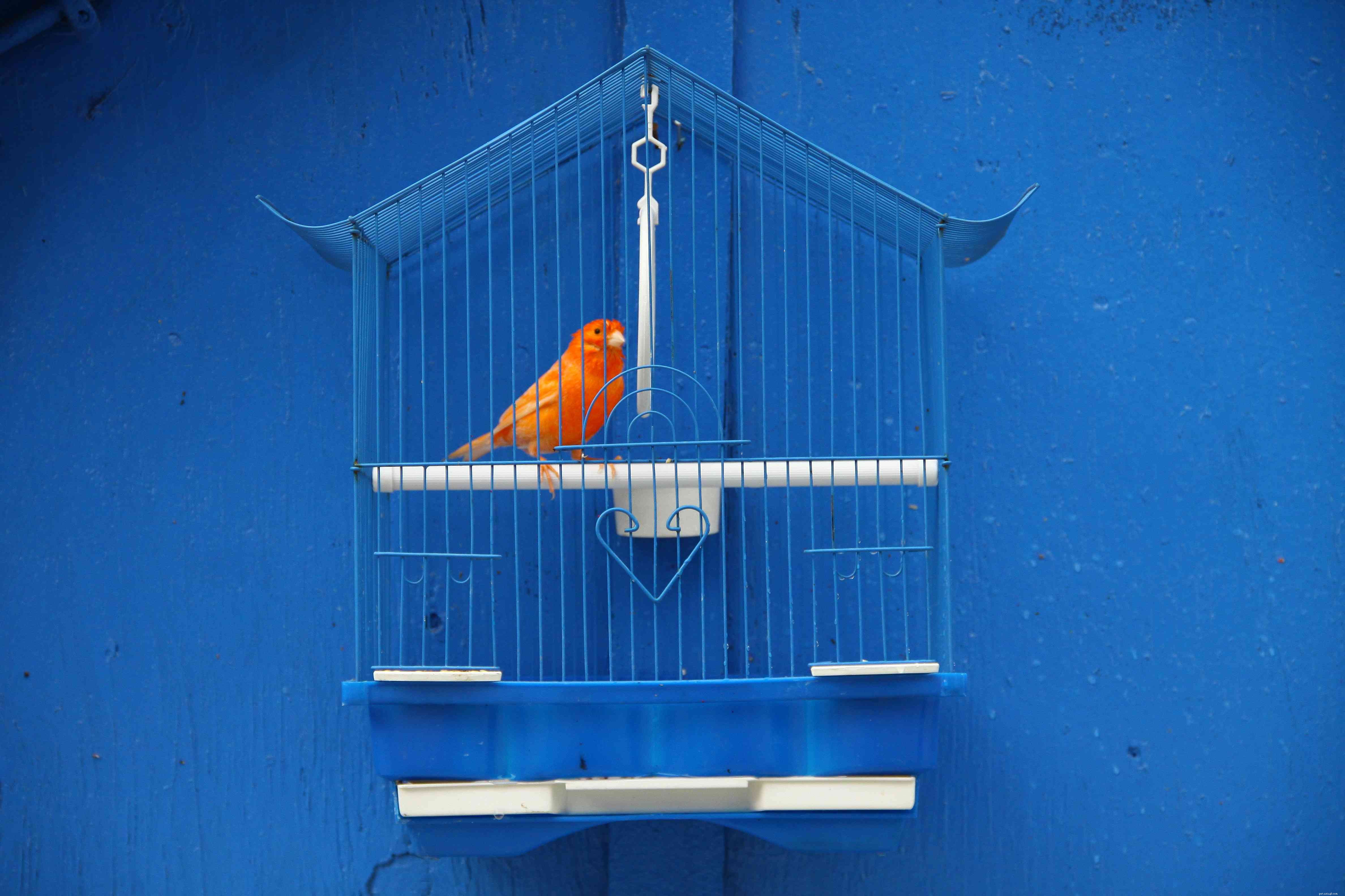 8 nejlepších červených ptáků k chovu jako domácí mazlíčci