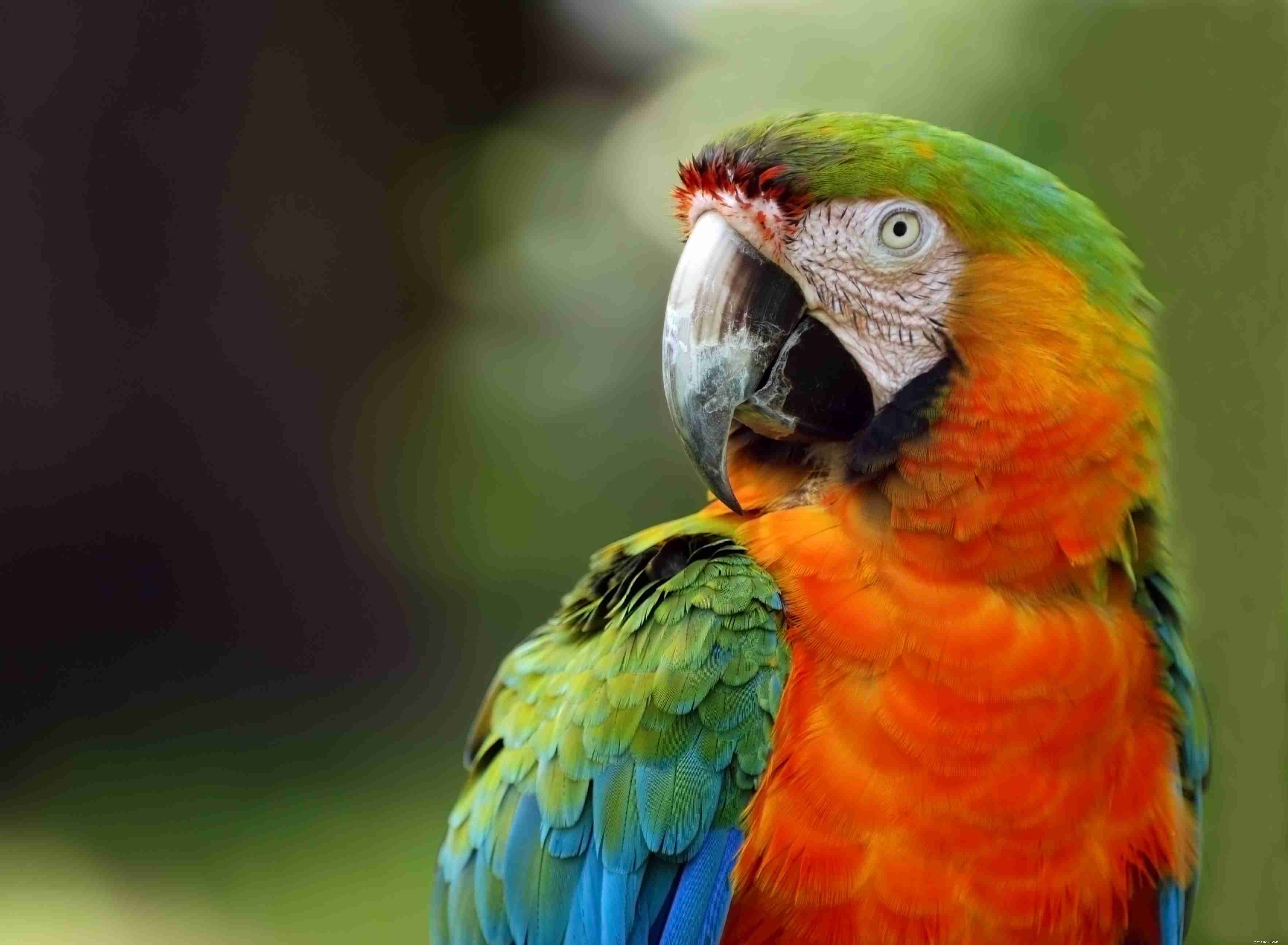8 meest luide papegaaien die vaak als huisdier worden gehouden