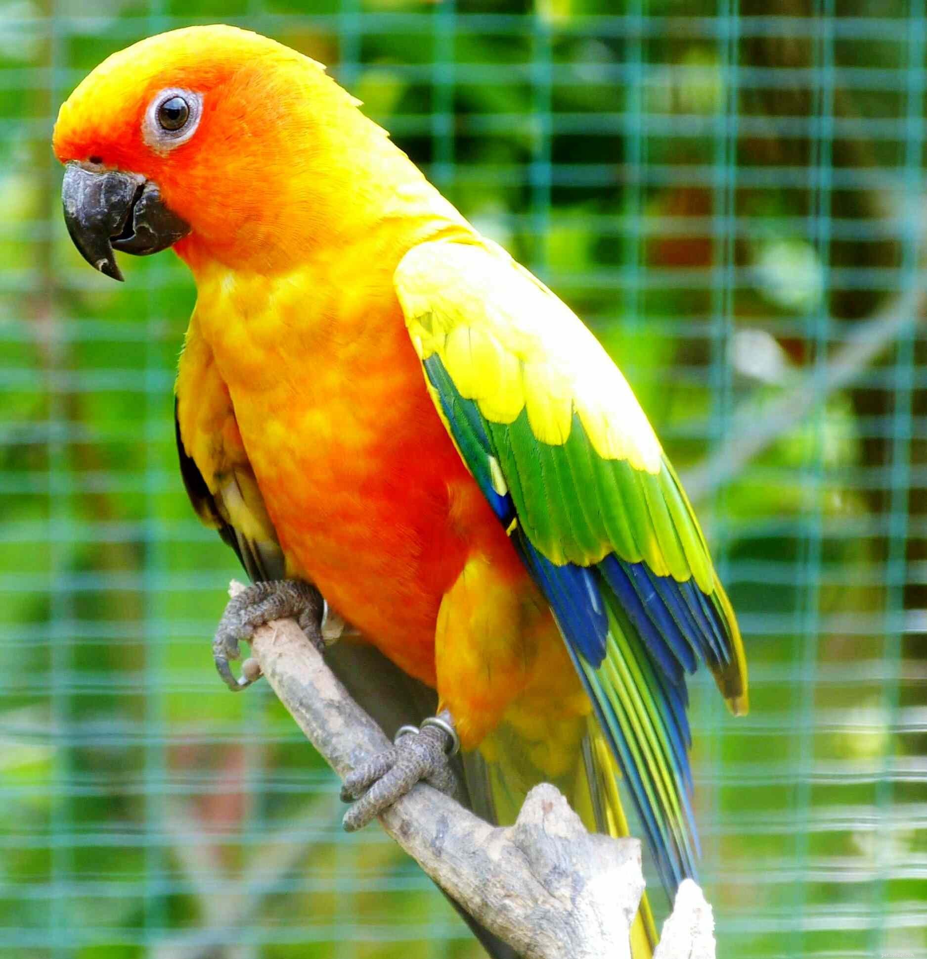 8 nejhlasitějších papoušků často chovaných jako domácí mazlíčci