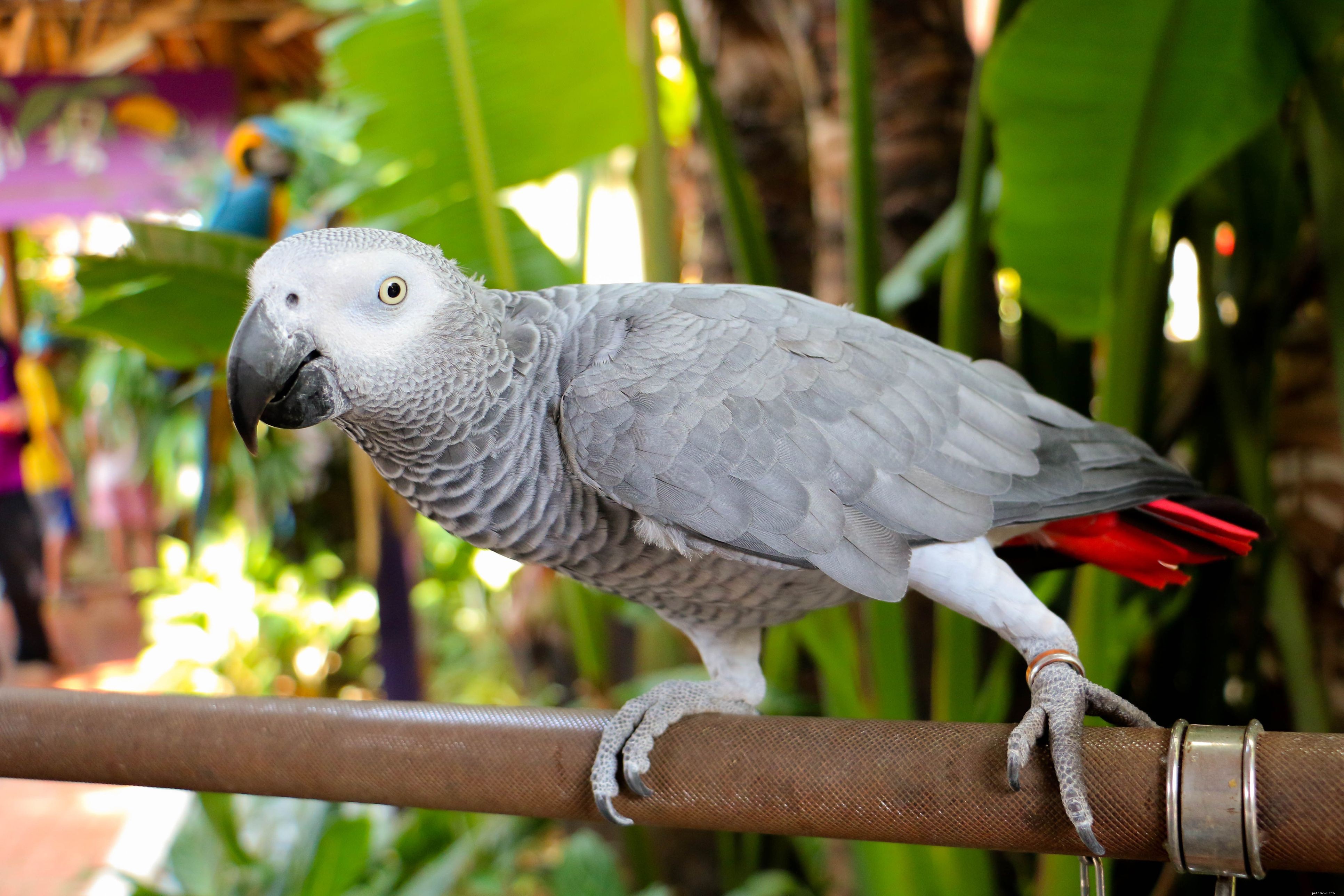 8 pappagalli più rumorosi spesso tenuti come animali domestici