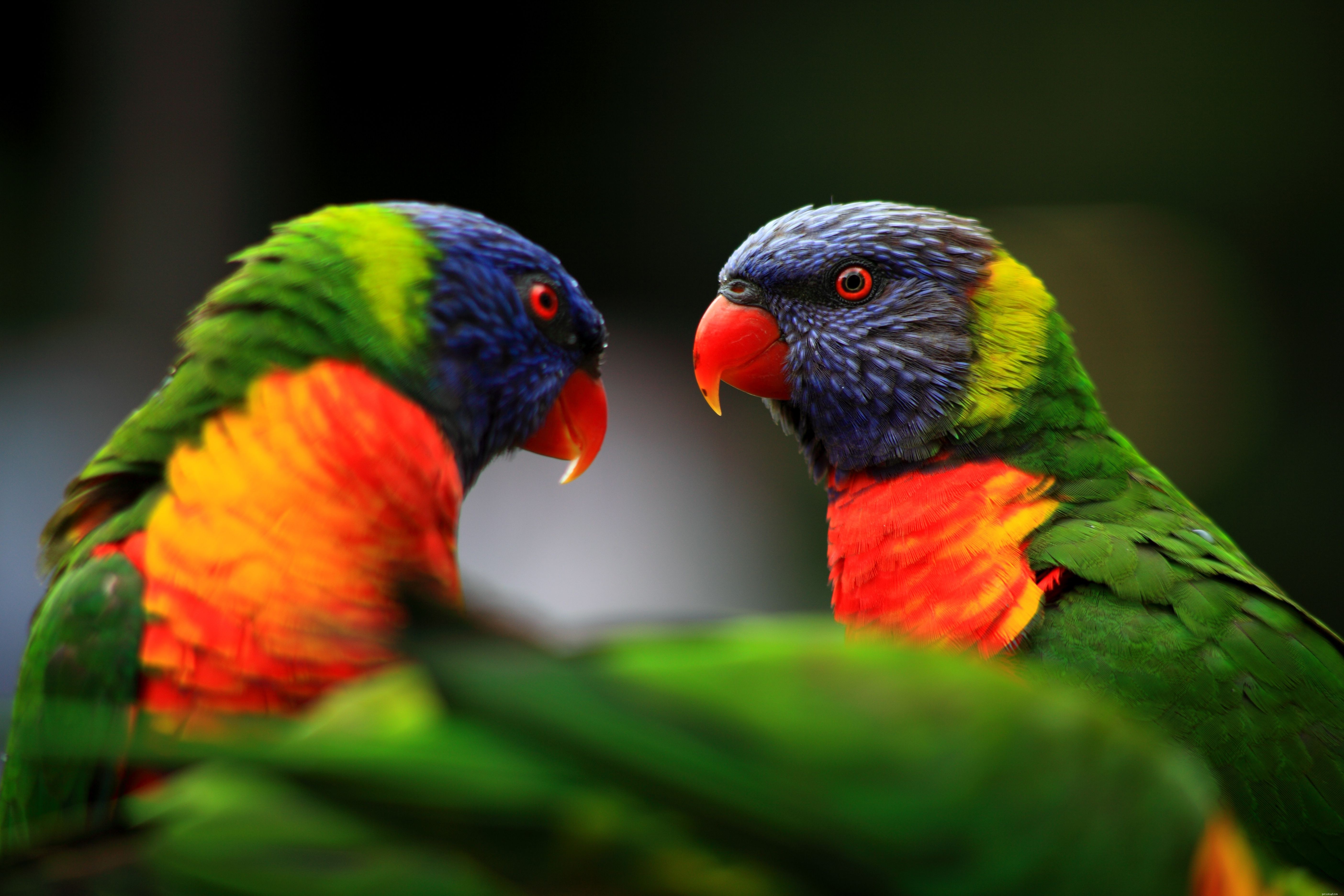 8 bästa högljudda papegojor som ofta hålls som husdjur
