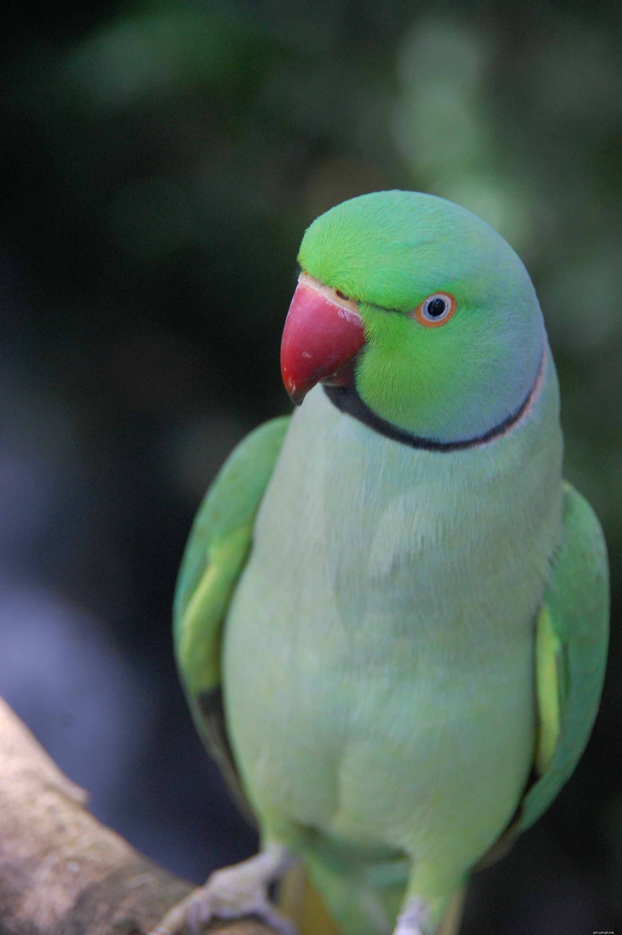 8 perroquets les plus bruyants souvent gardés comme animaux de compagnie