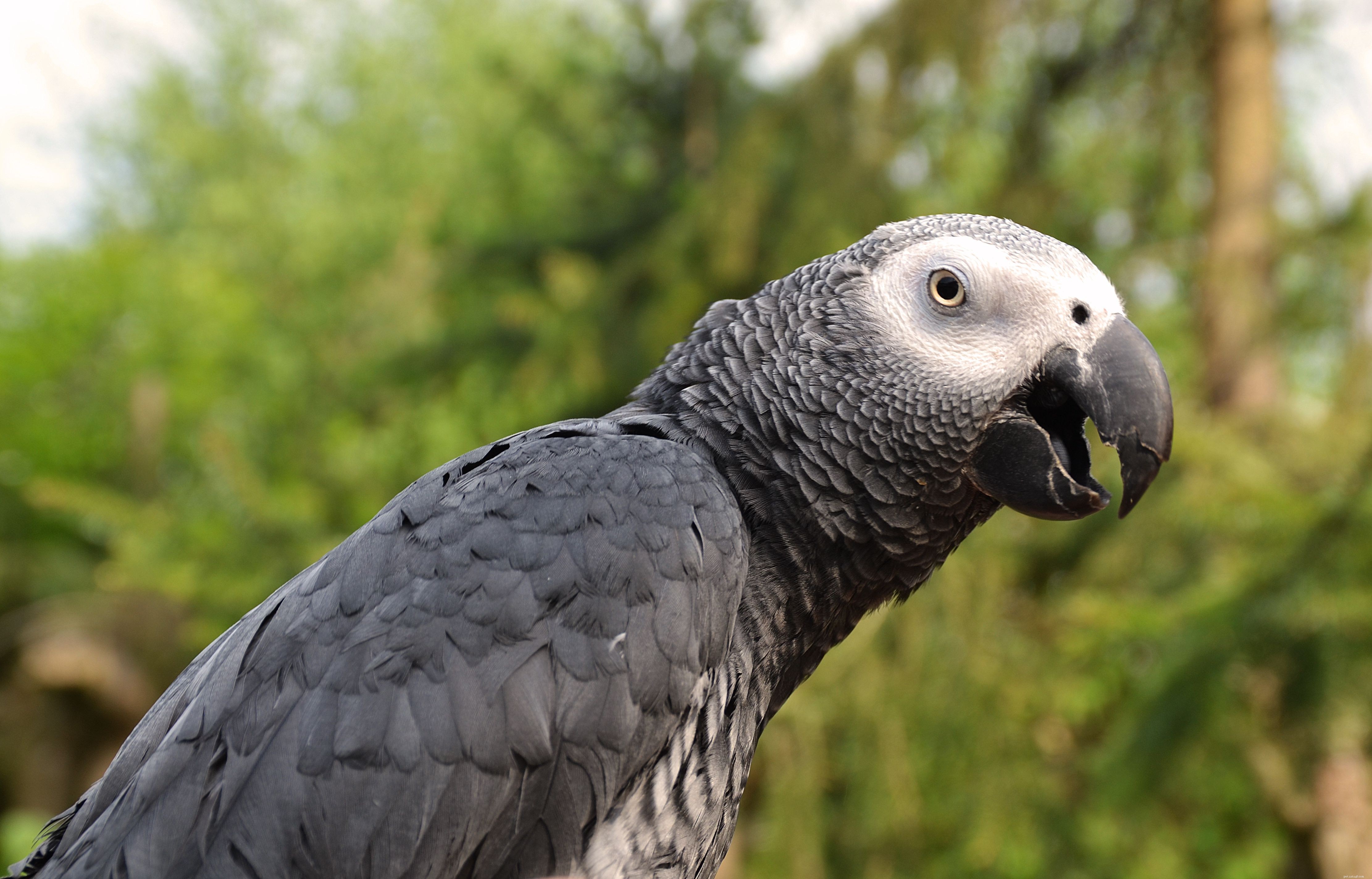8 nejlepších velkých papoušků k chovu jako domácí mazlíčci