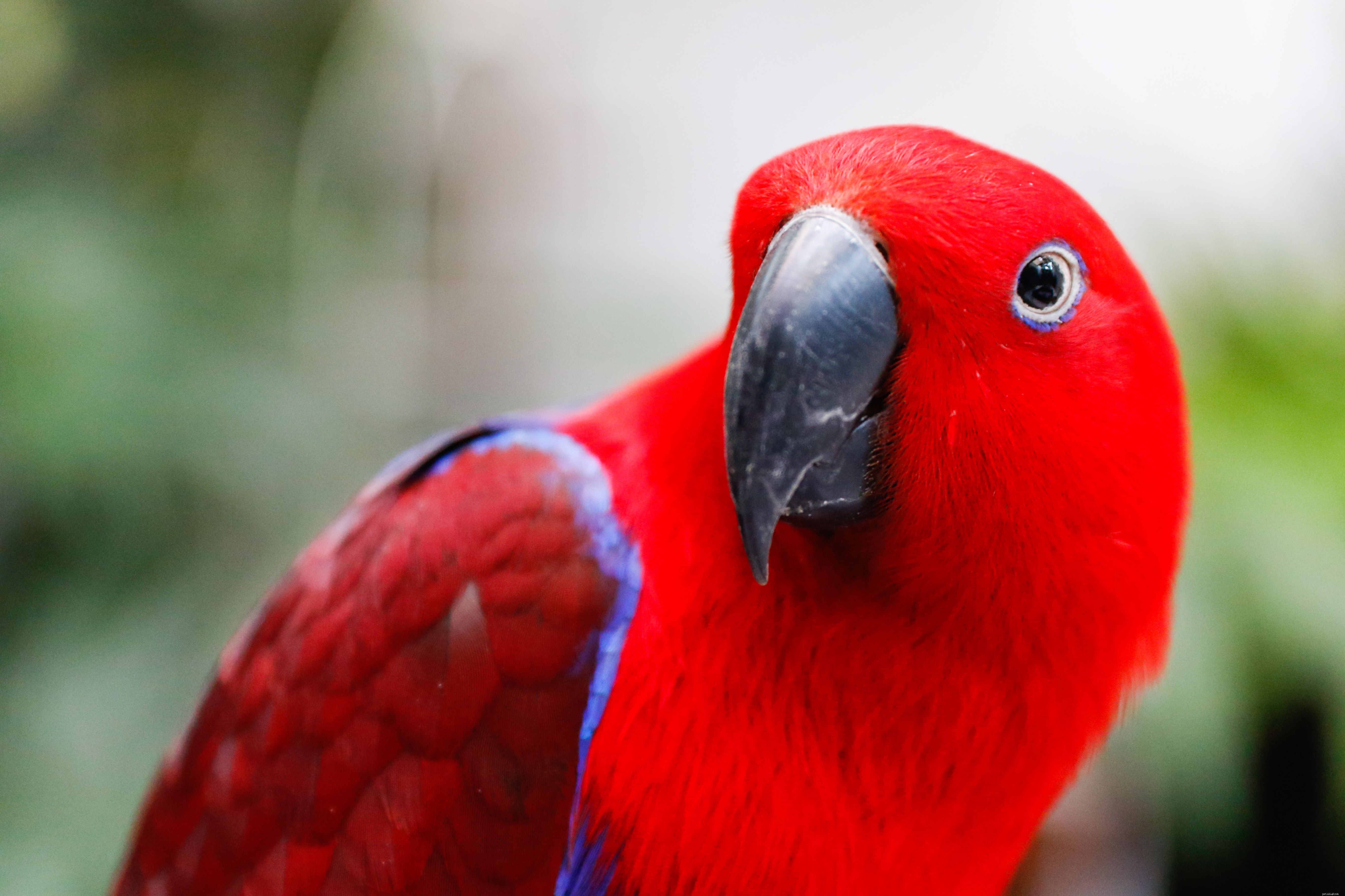 8 самых крупных попугаев, которых лучше всего держать в качестве домашних животных
