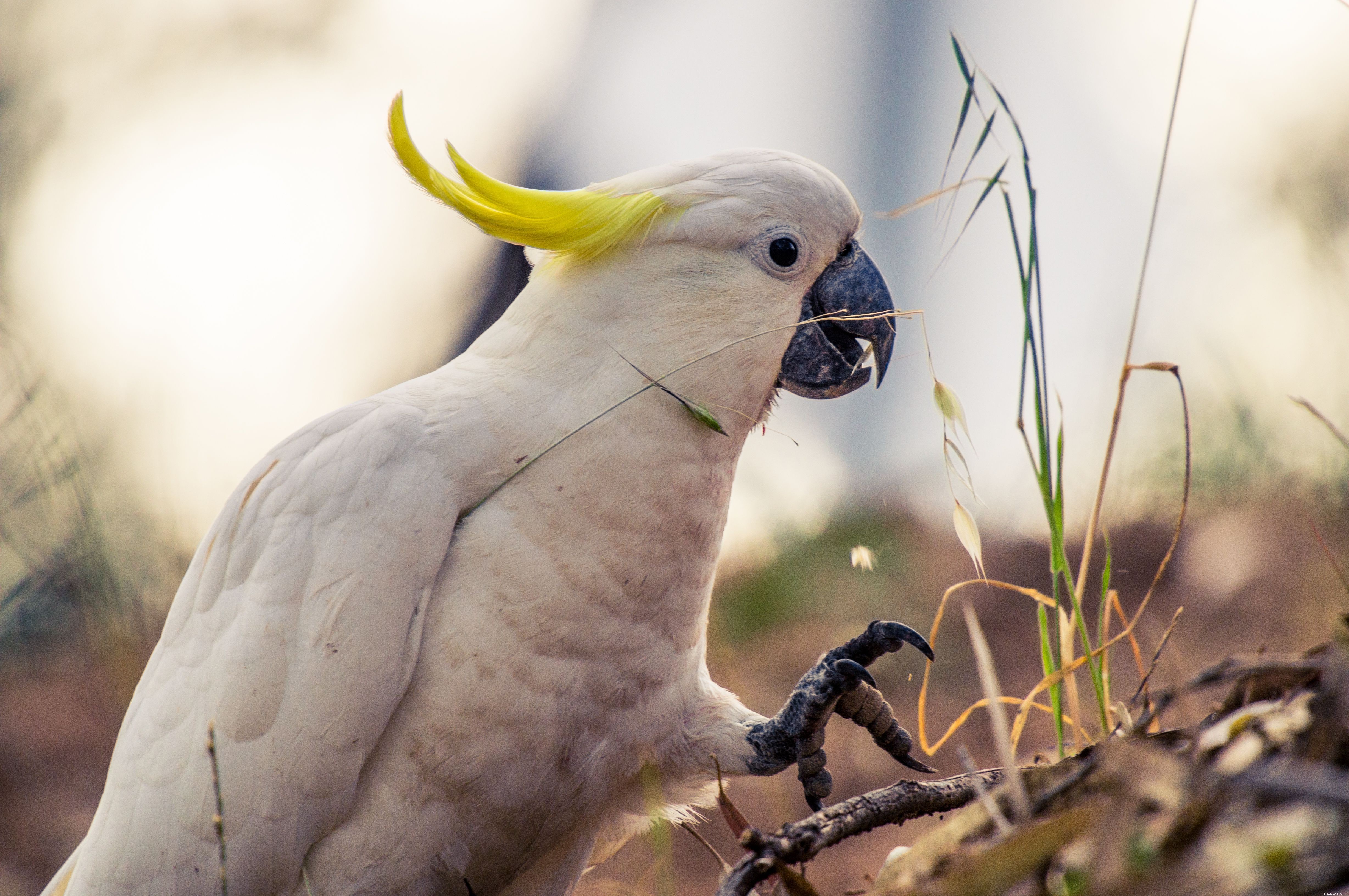 8 bästa stora papegojor att hålla som husdjur