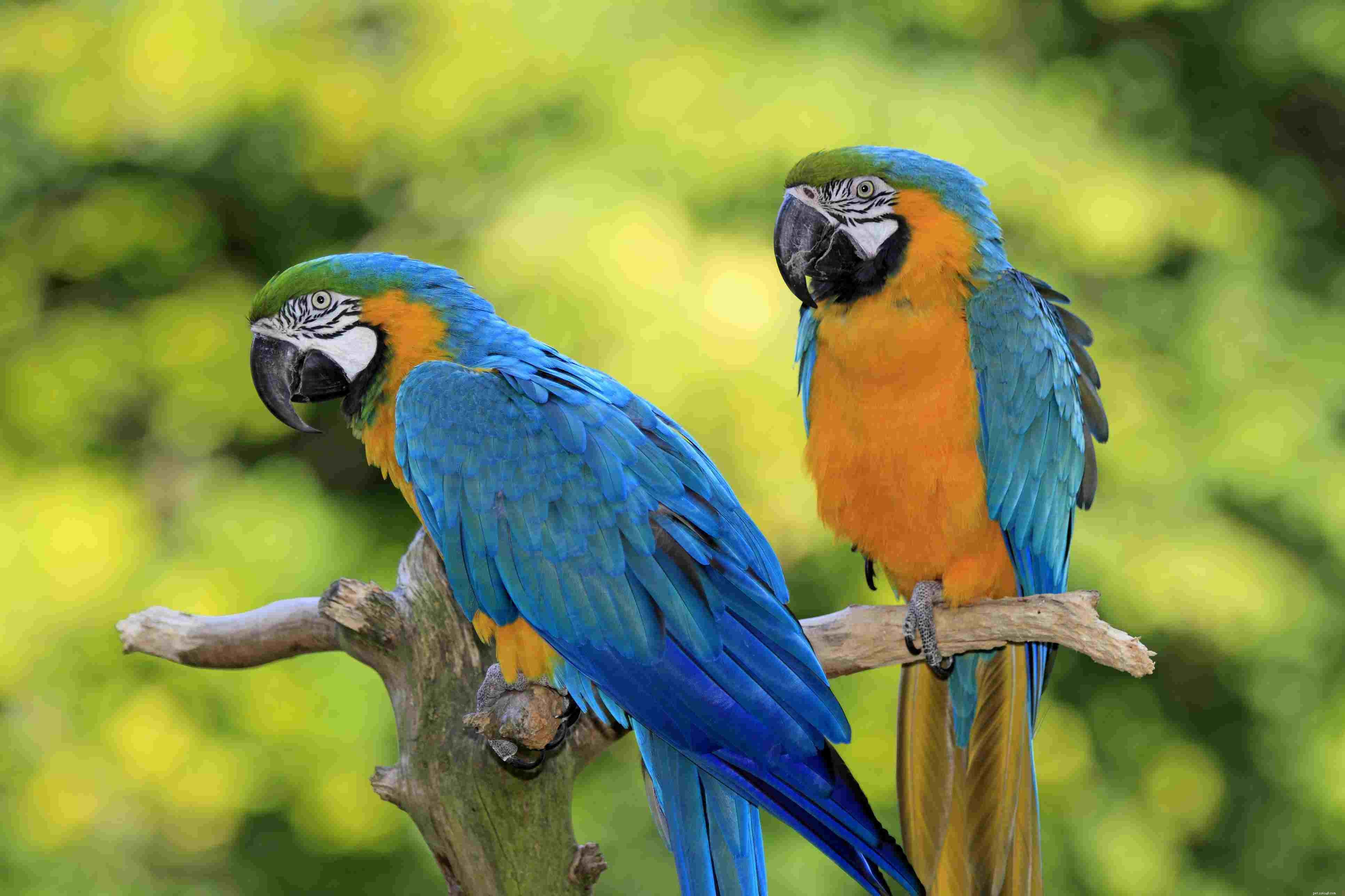 8 top grote papegaaien om als huisdier te houden