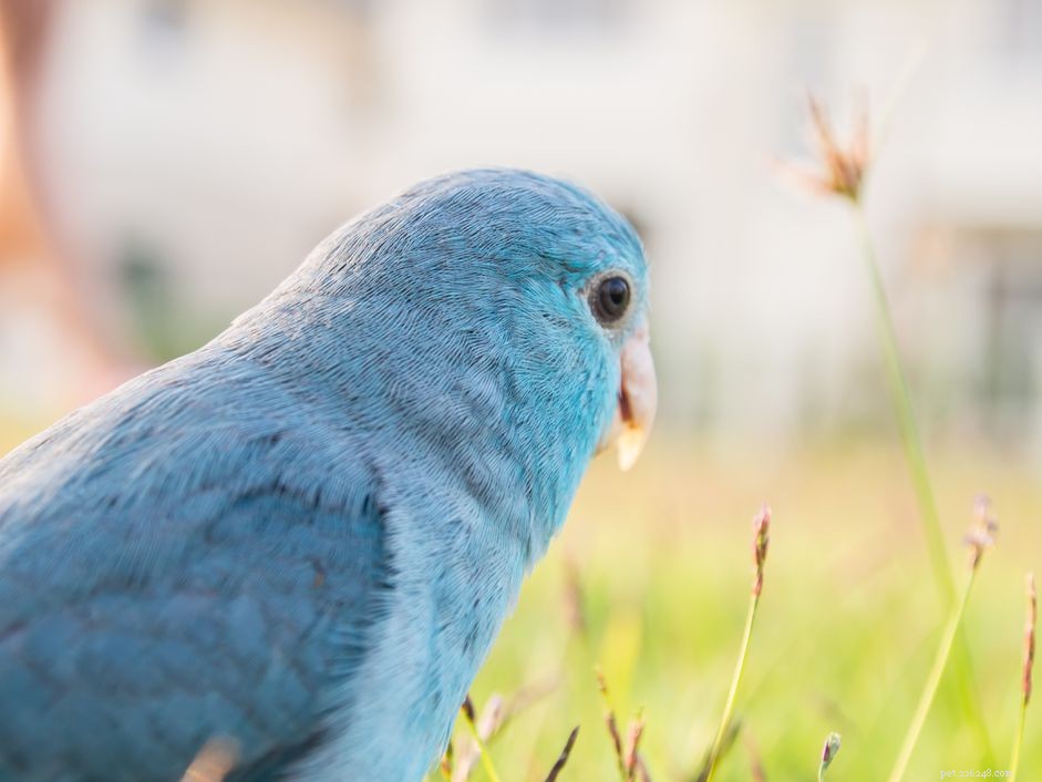 8 principais espécies de papagaios azuis para manter como animais de estimação