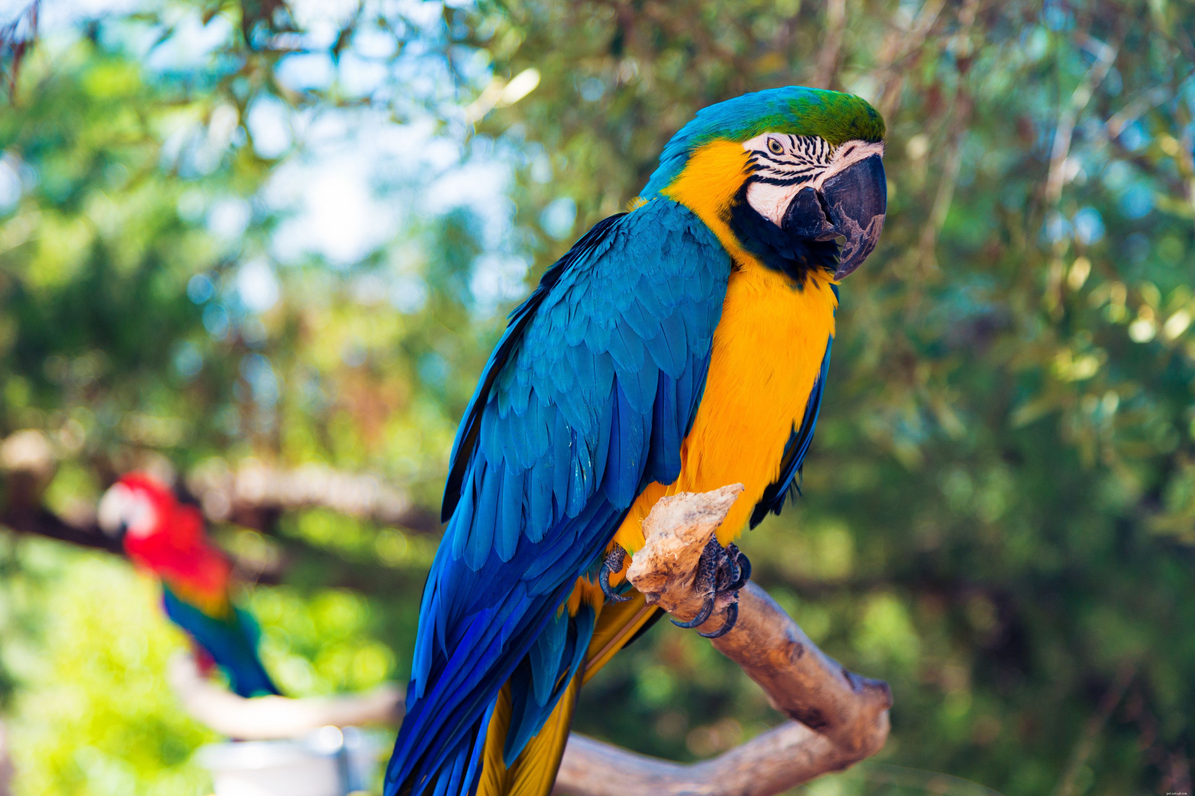 8 principales espèces de perroquets bleus à garder comme animaux de compagnie