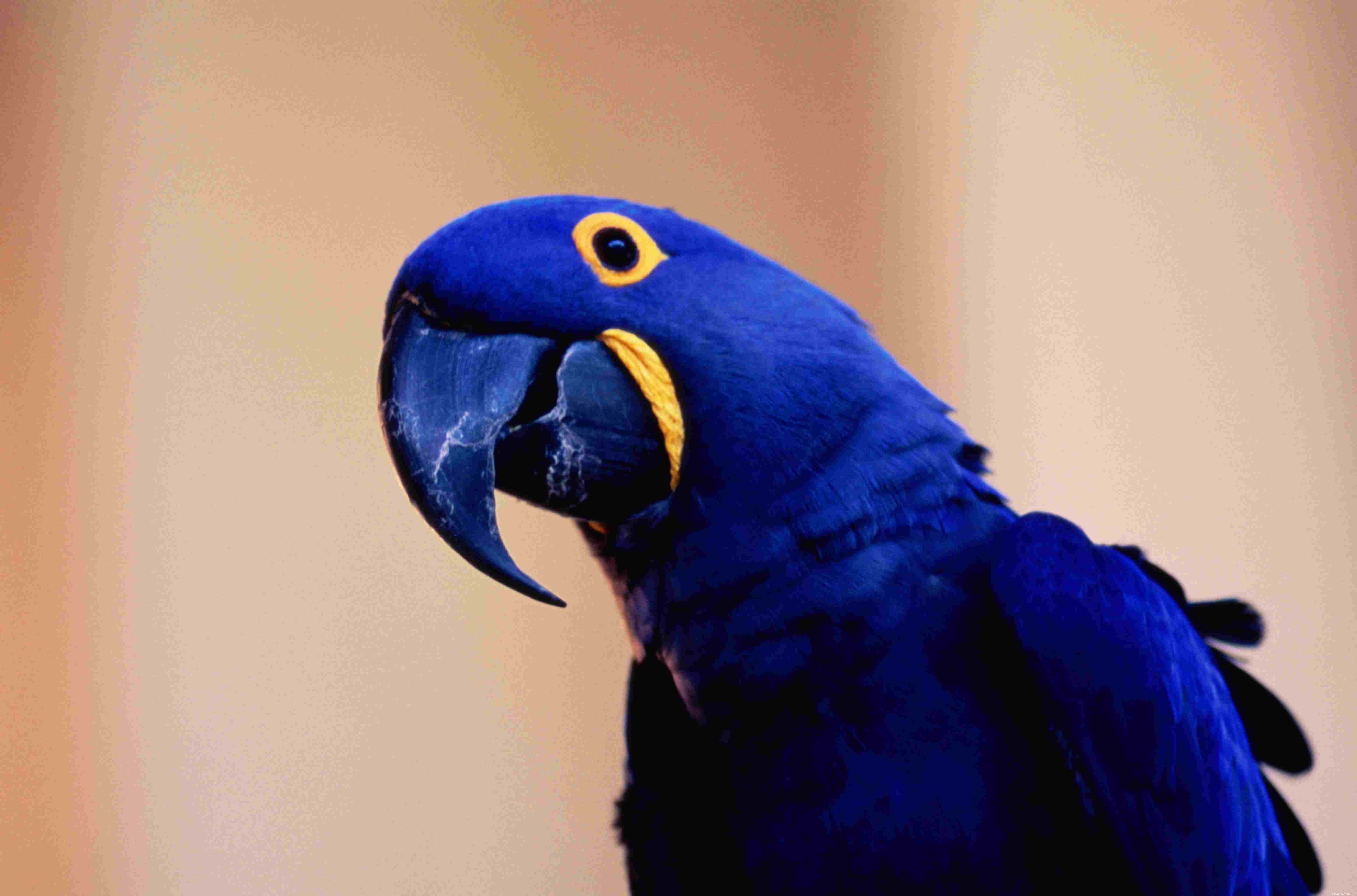 애완 동물로 키우기 좋은 푸른 앵무새 8종